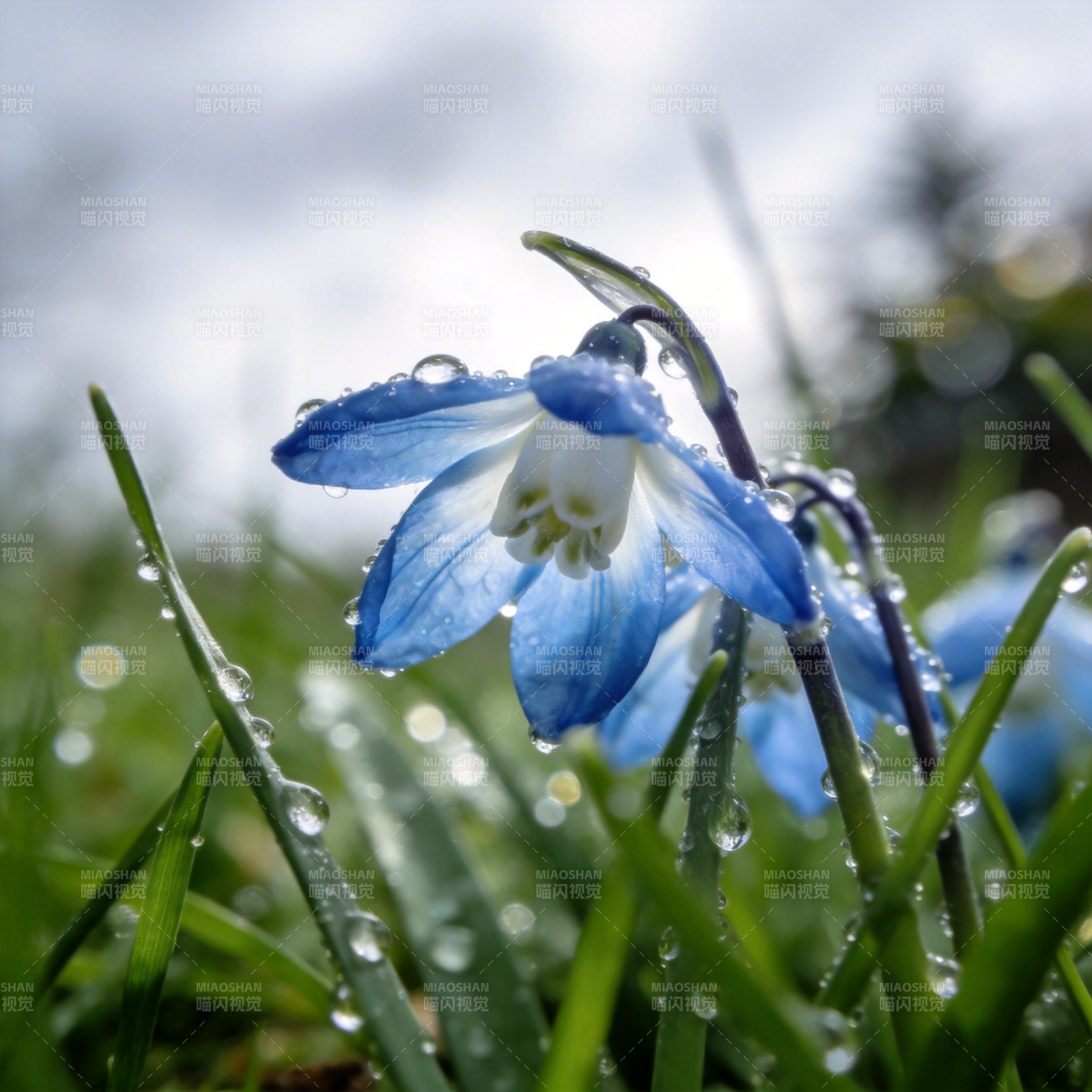 蓝花滴露图片