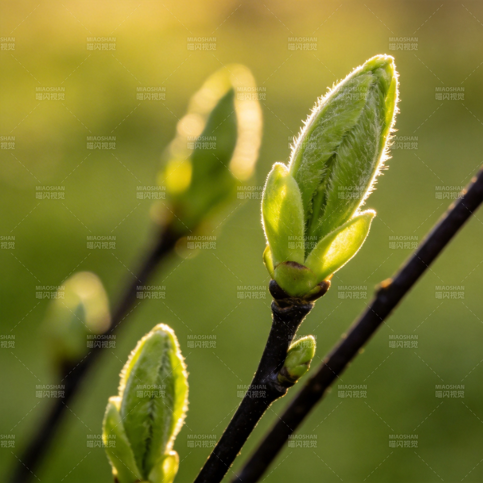 春芽初绽图片