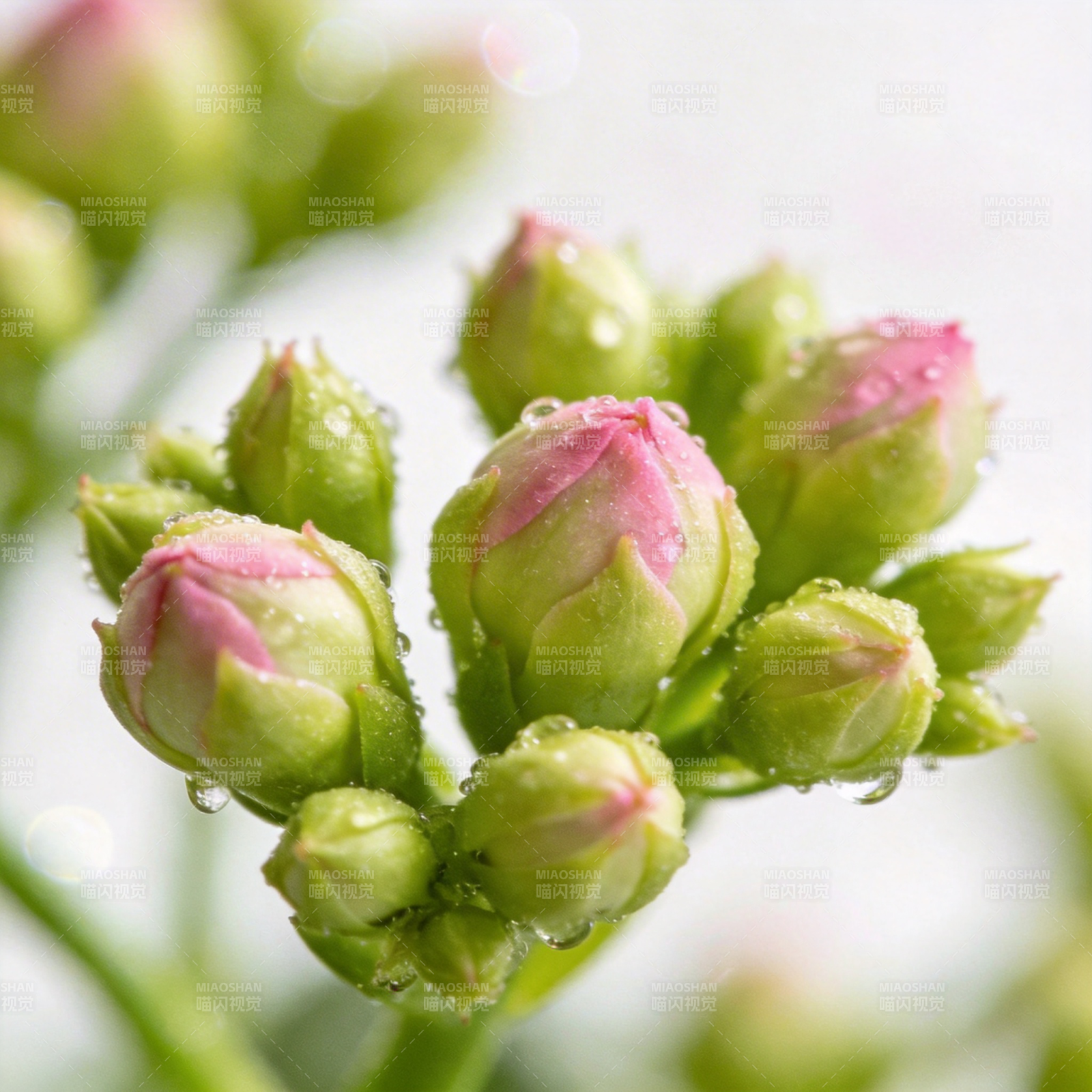 花蕾含露待放图片