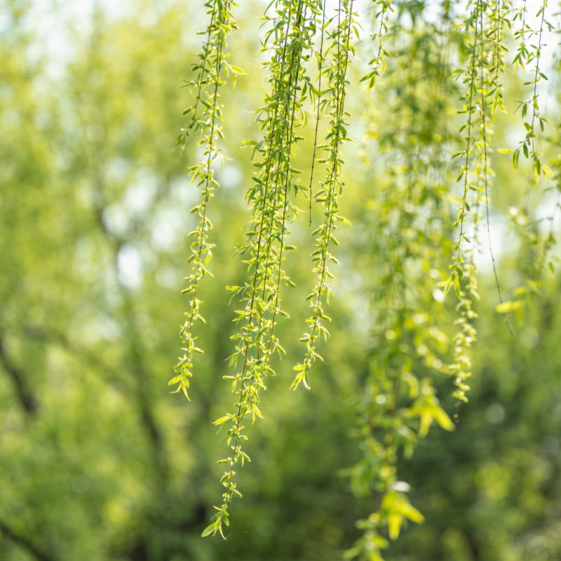垂柳轻拂春意浓图片
