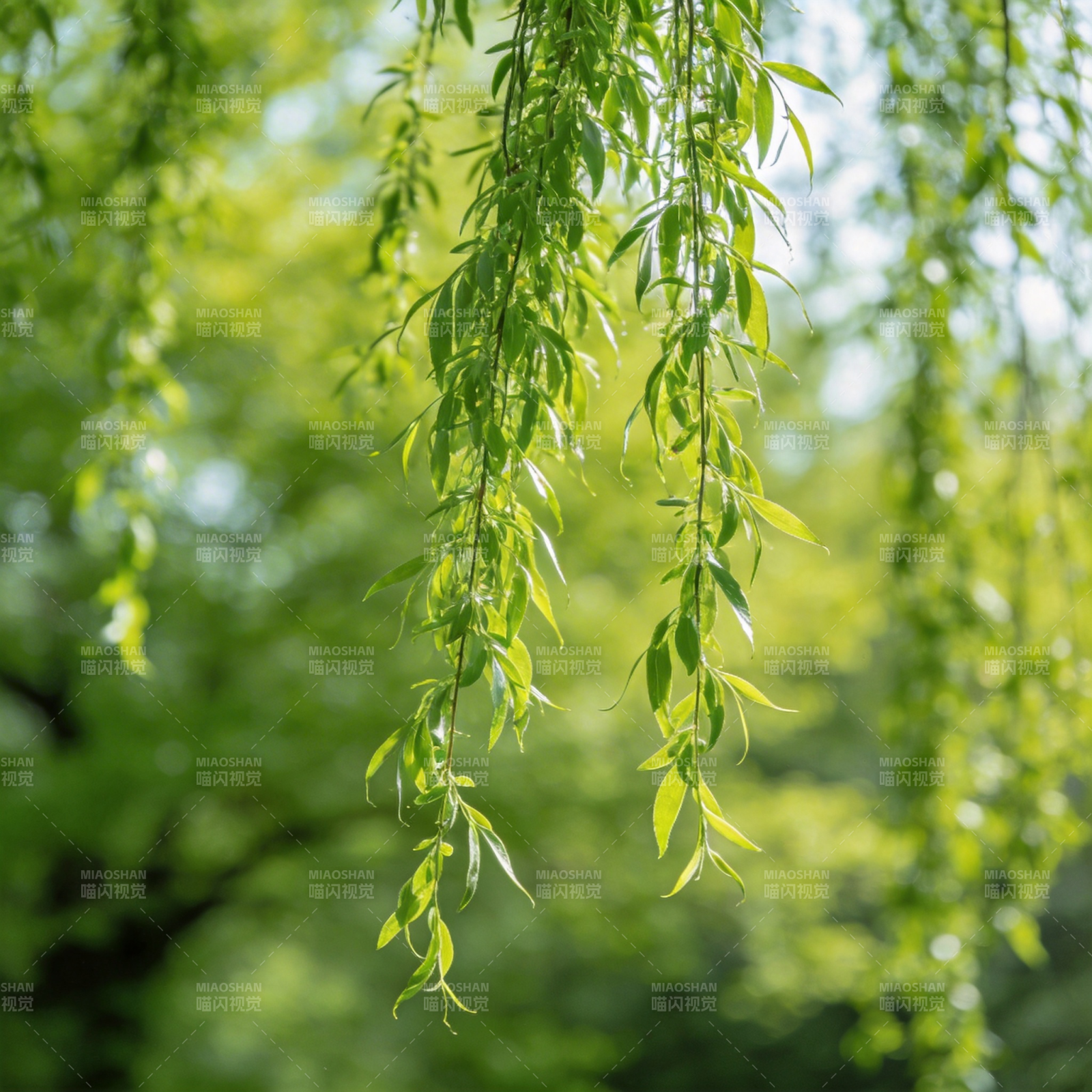 垂柳轻拂绿意浓图片