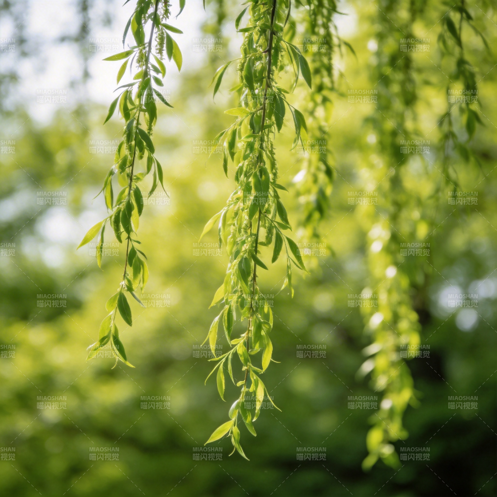 垂柳轻拂春意浓图片