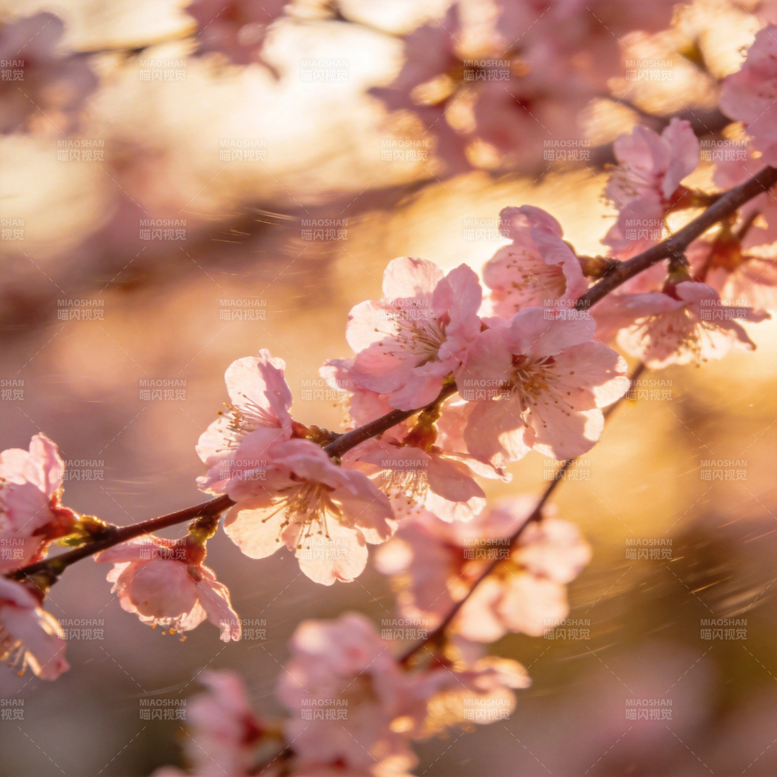 樱花绽放春日美图片