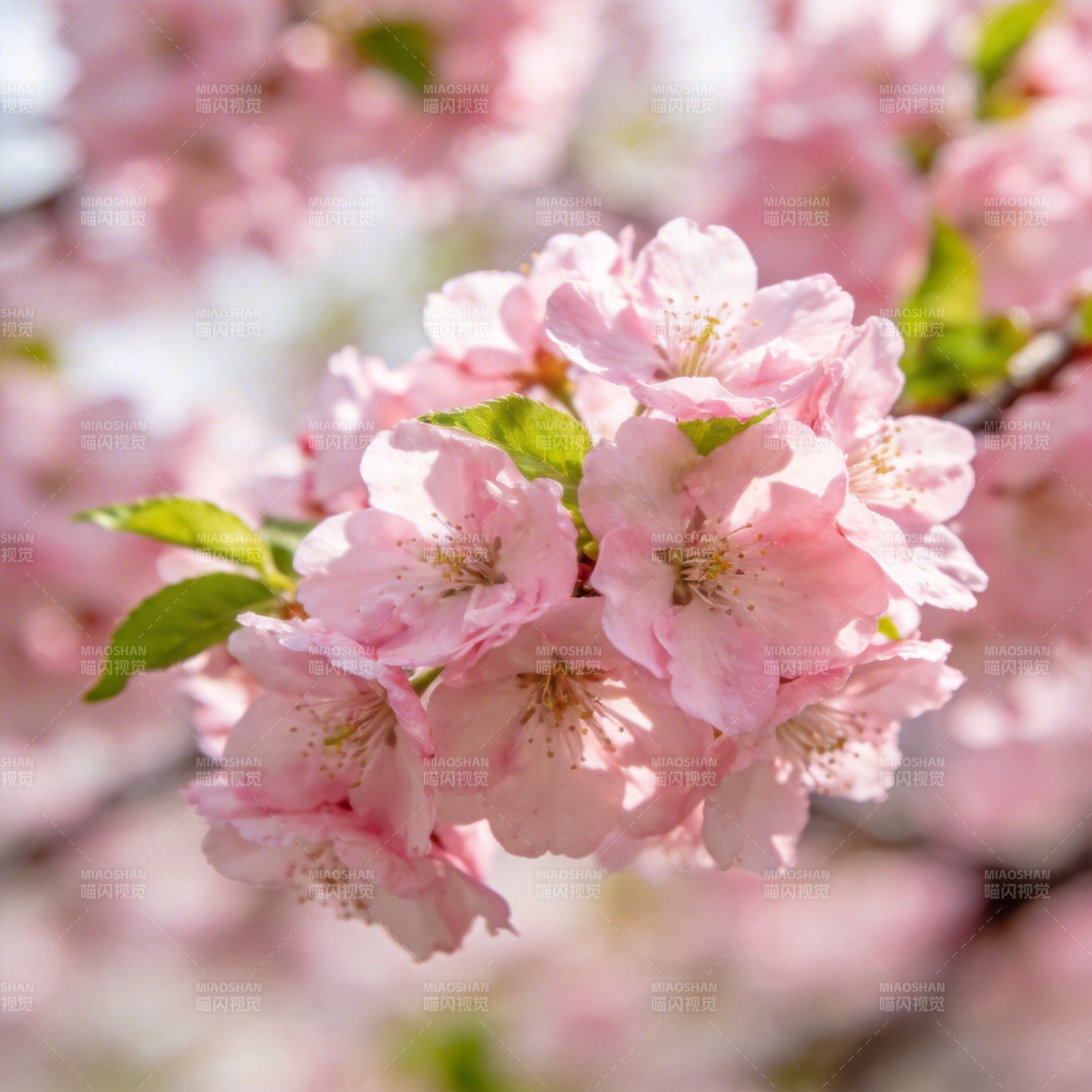 樱花绽放春意浓图片