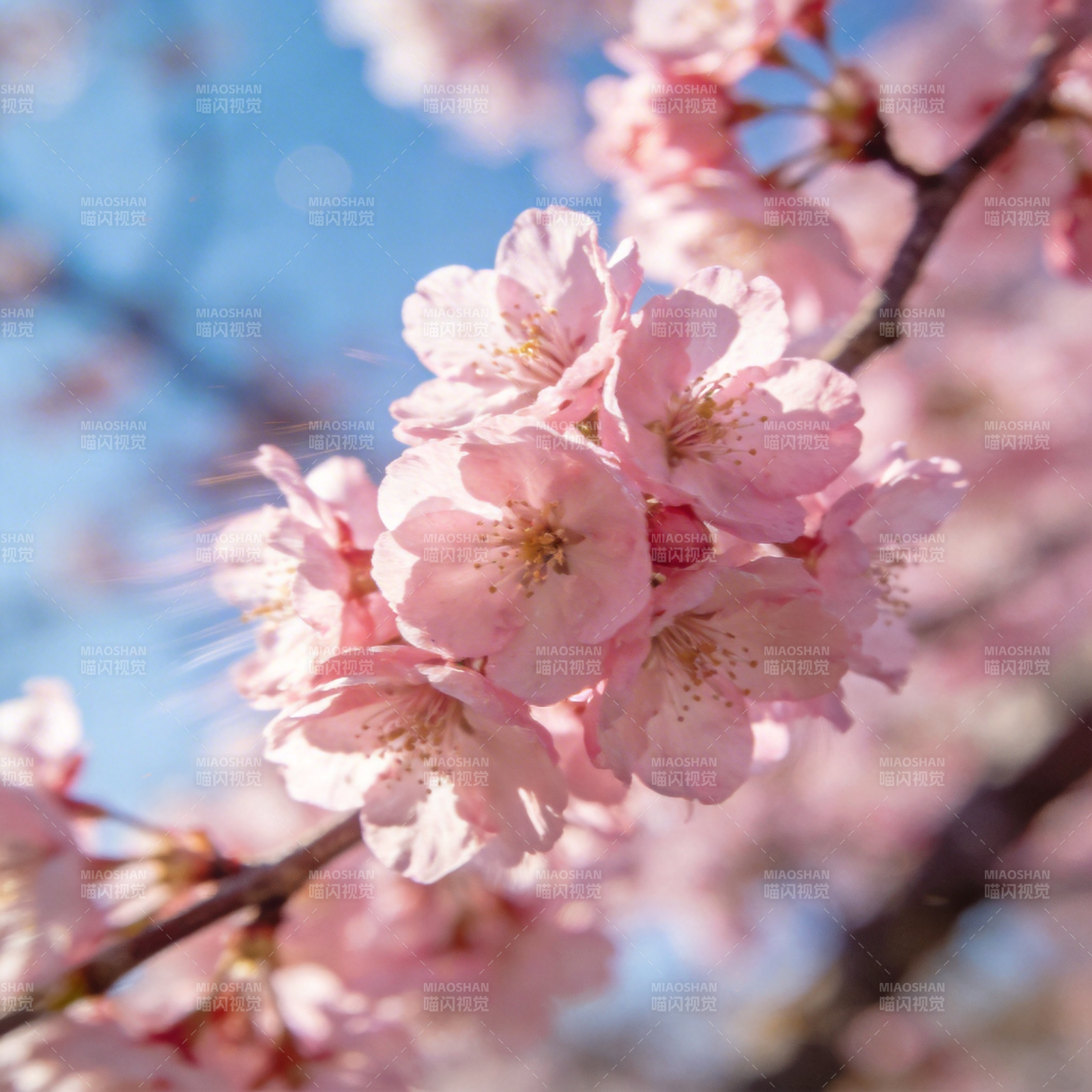 樱花绽放春意浓图片