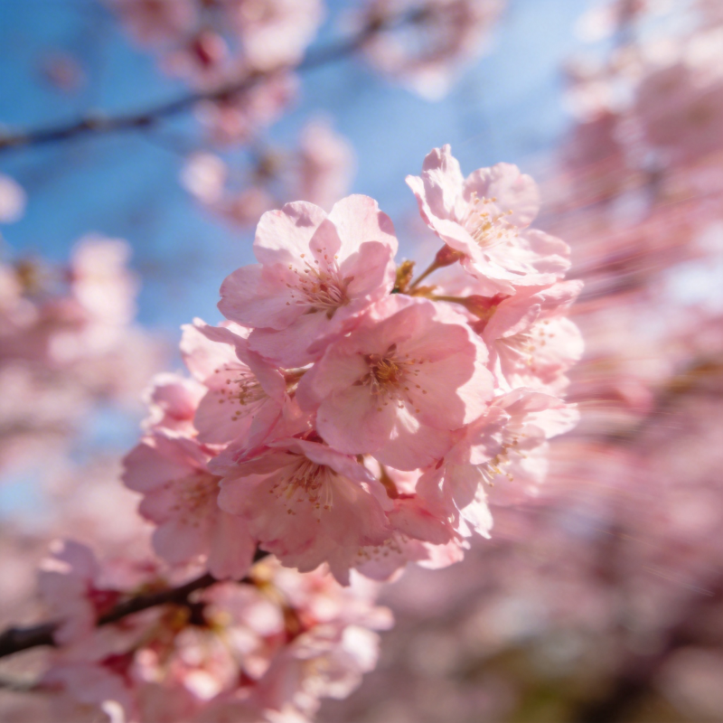 樱花绽放春意浓图片