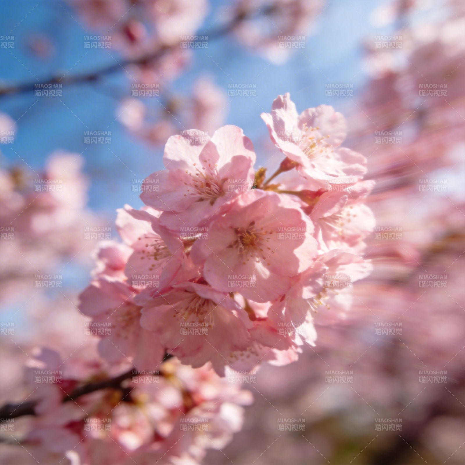 樱花绽放春意浓图片