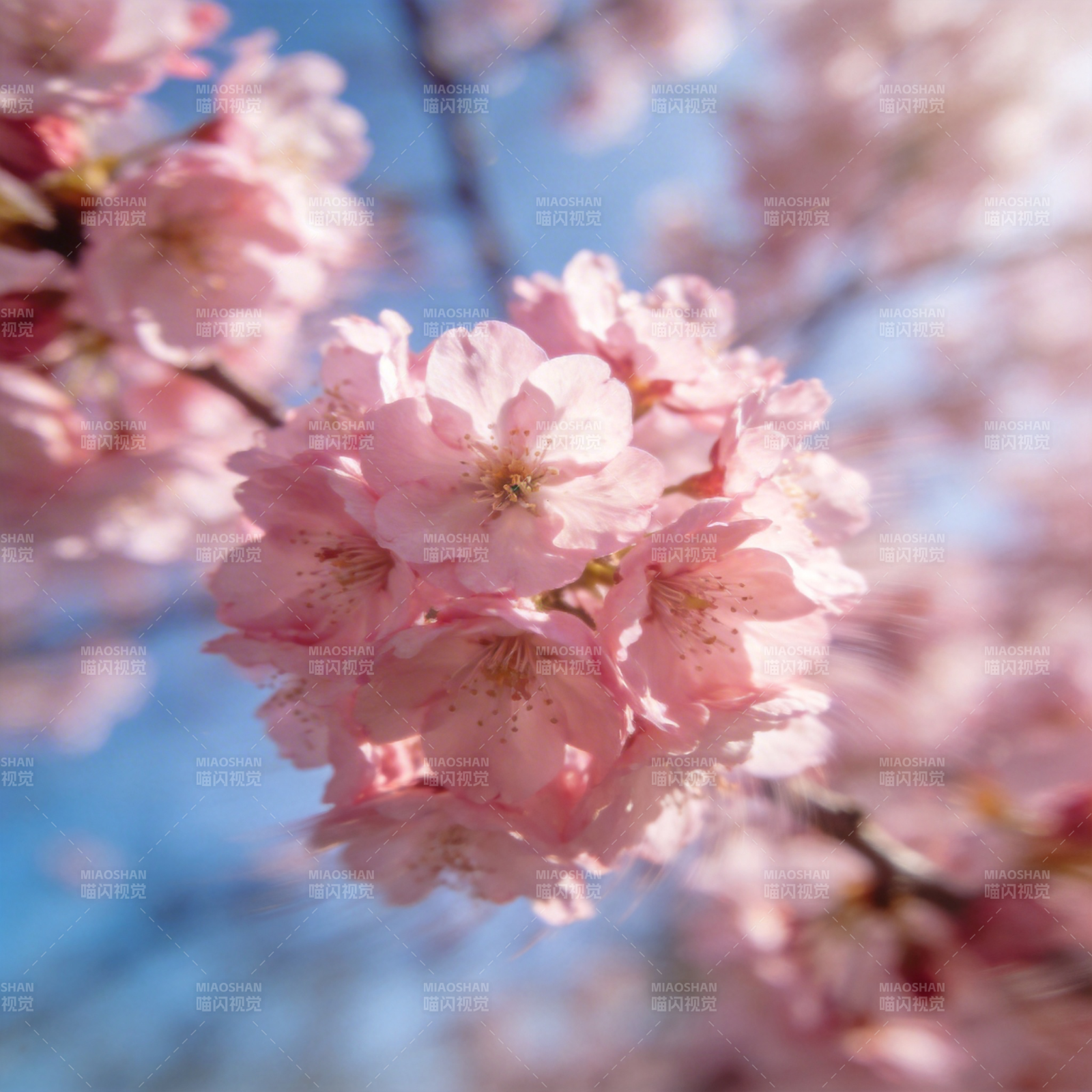 樱花绽放春意浓图片