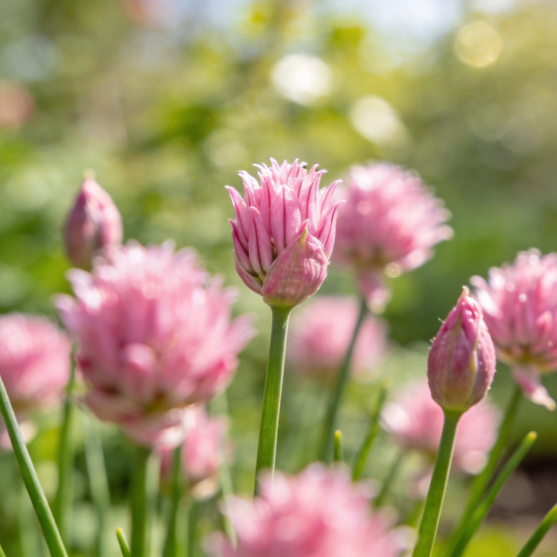 粉花葱花绽放图片