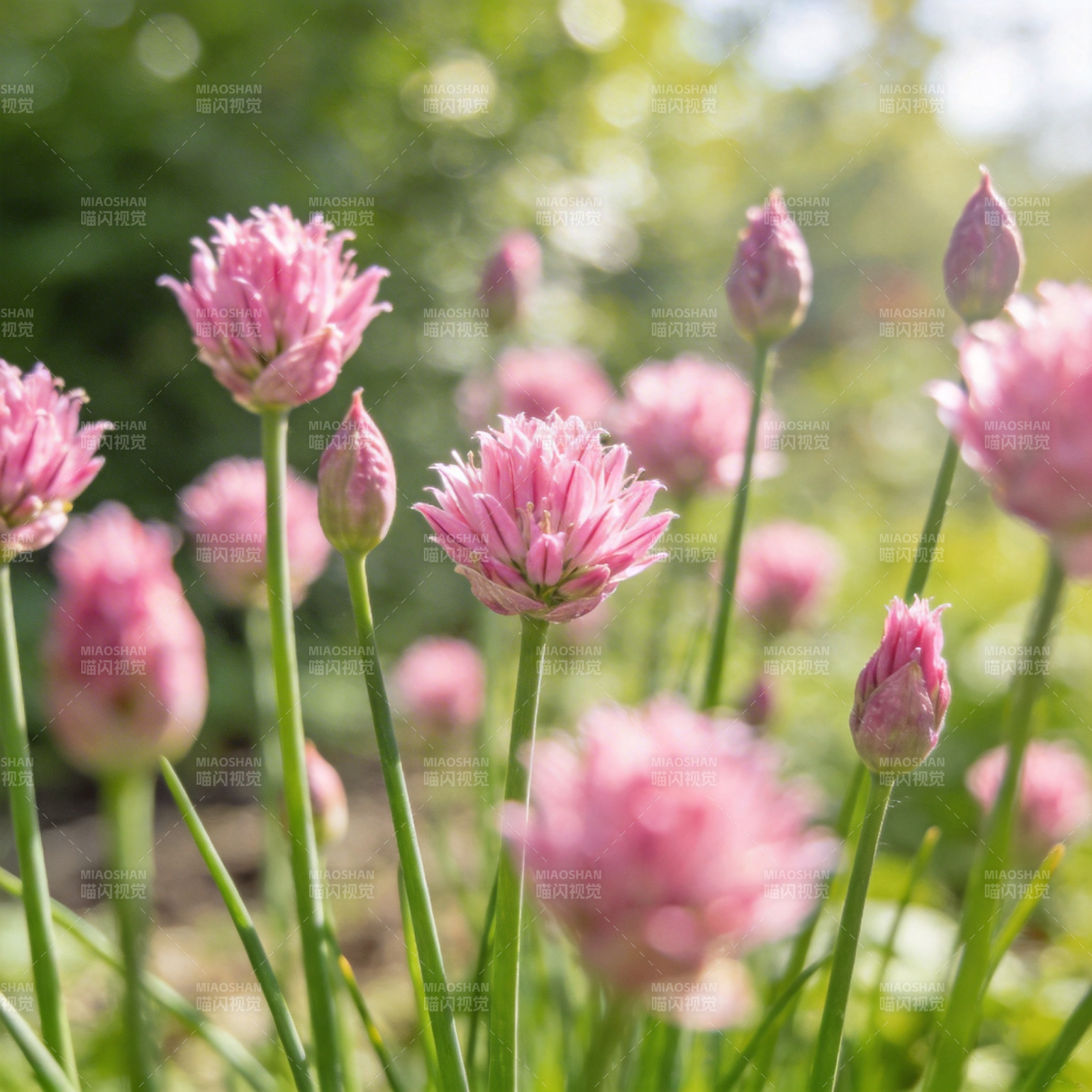 粉花葱花绽放图片