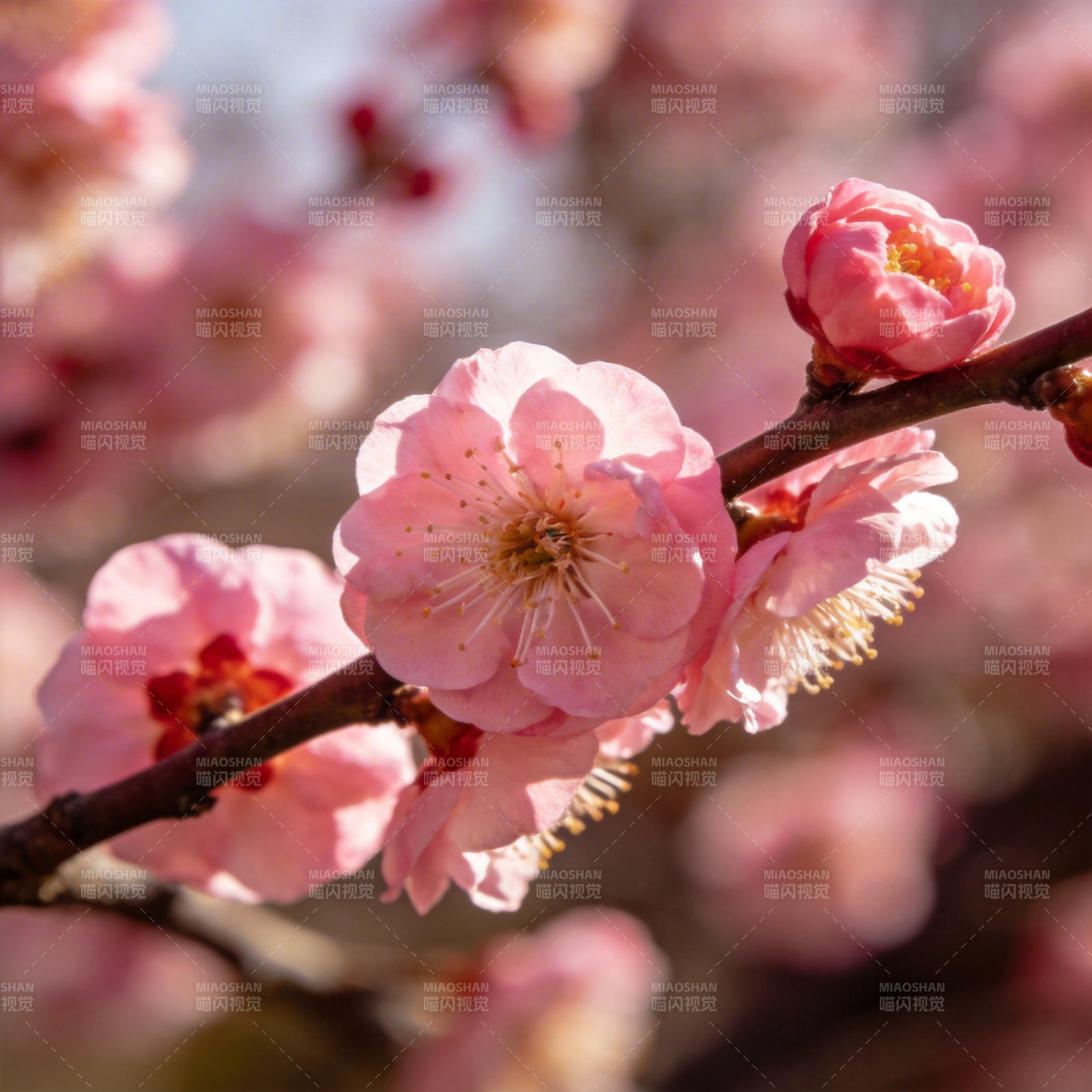 樱花绽放春意浓图片