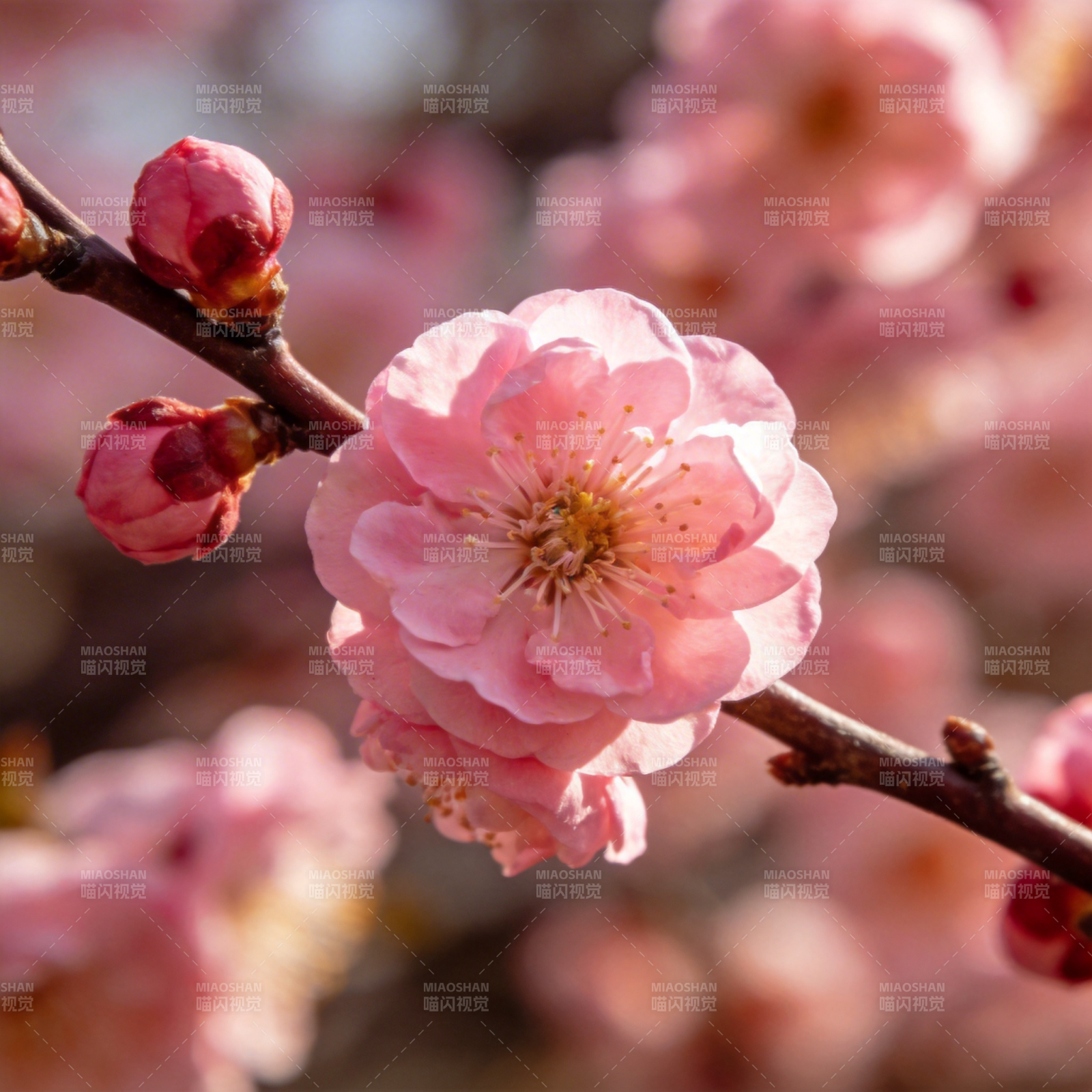 樱花绽放春意浓图片