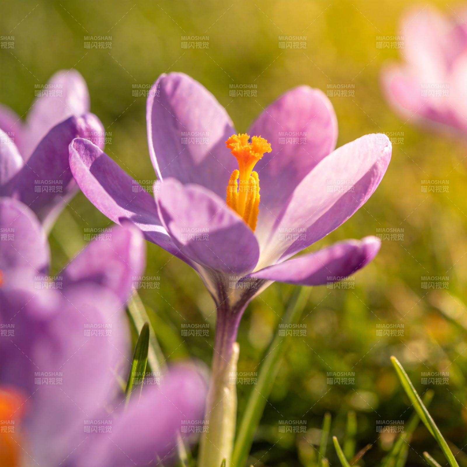 春日紫花绽放图片