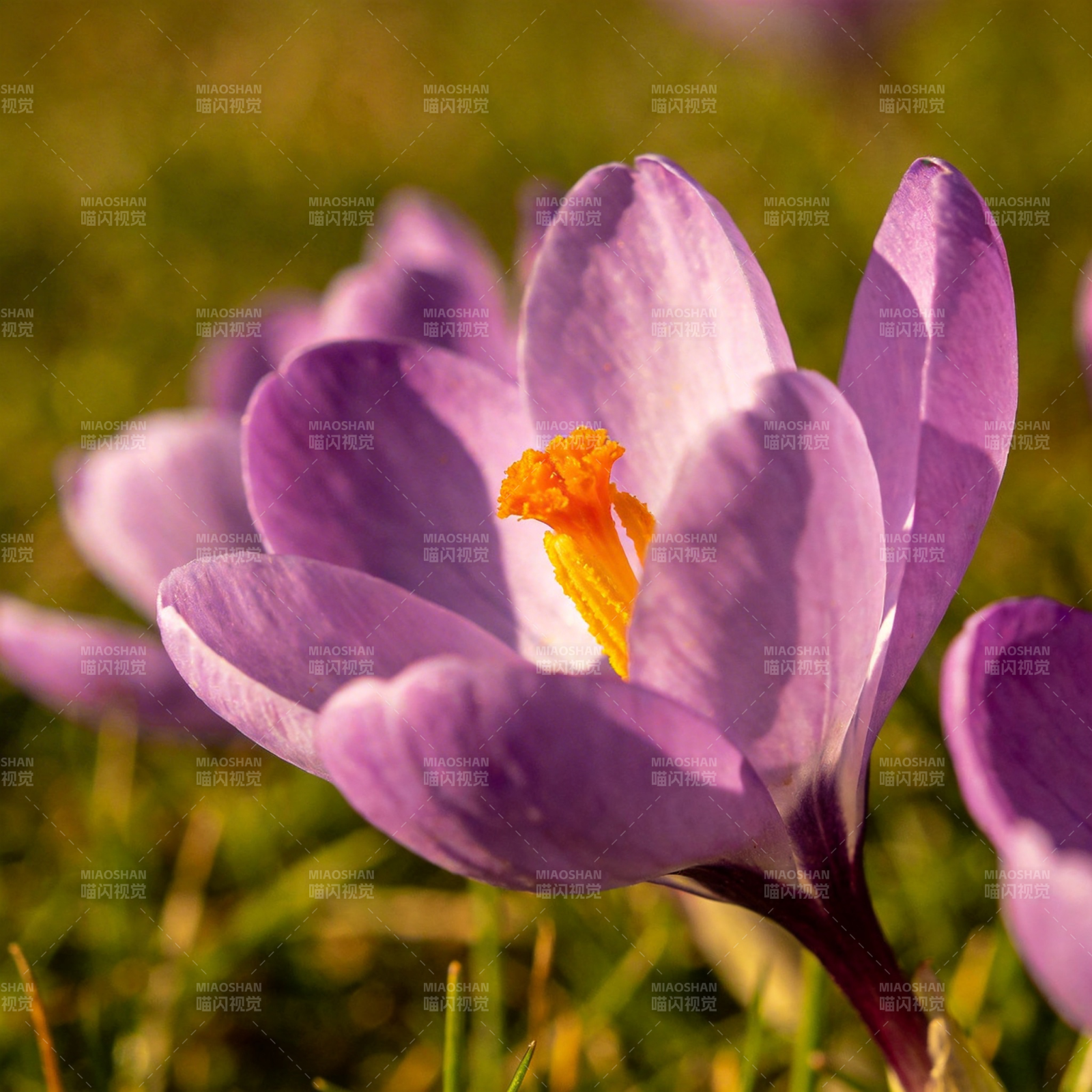 紫花绽放春意浓图片
