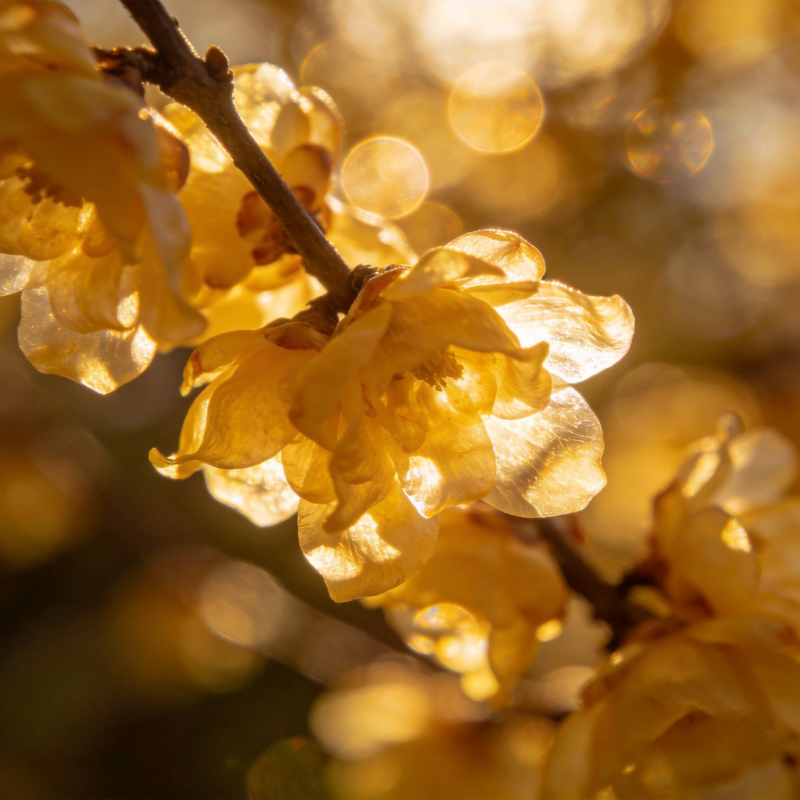 金梅绽放春意浓图片