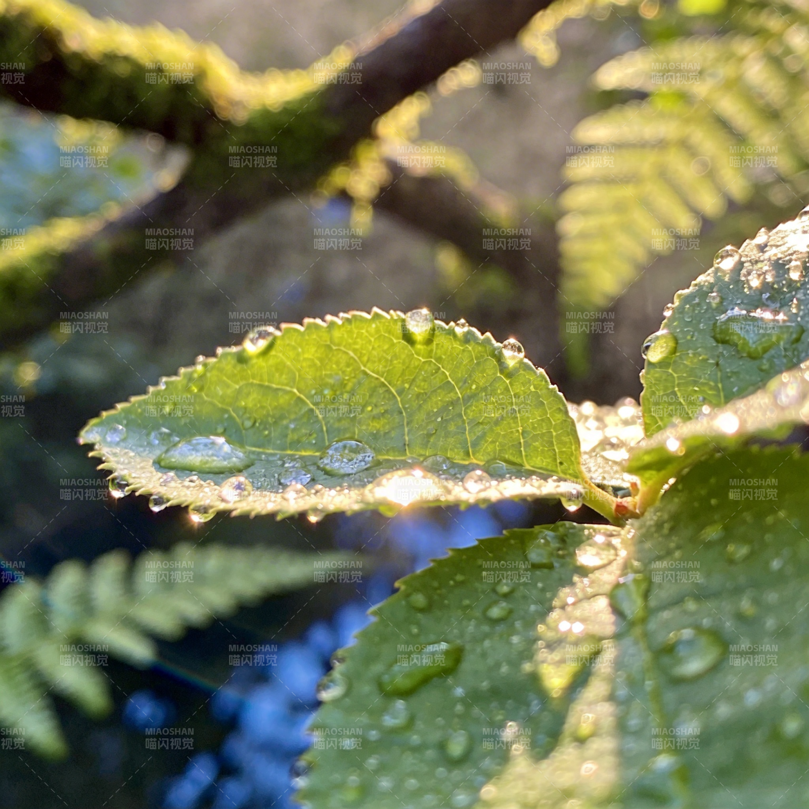 露珠叶上晶莹闪烁图片