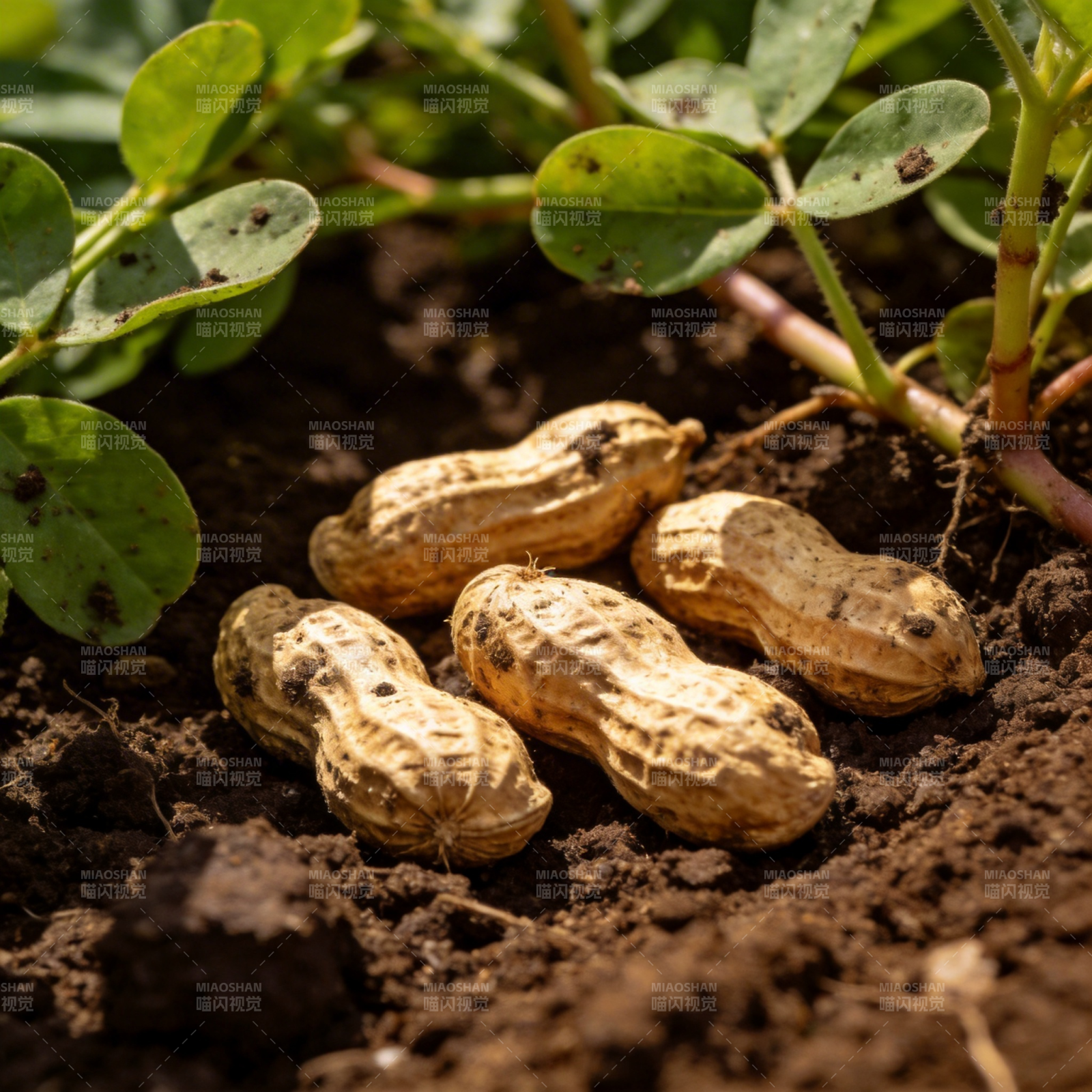 花生落地生根图片