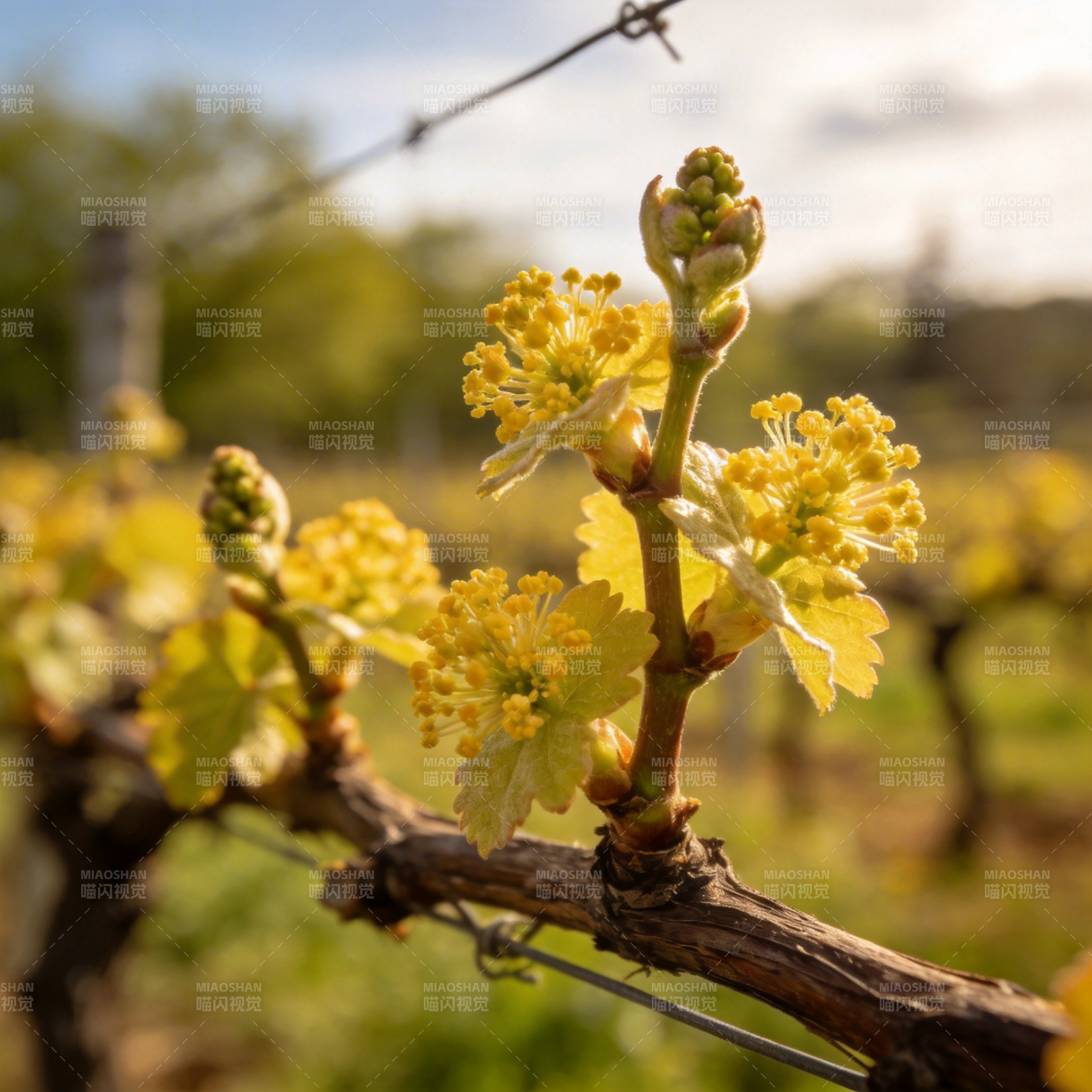 葡萄花绽放枝头图片