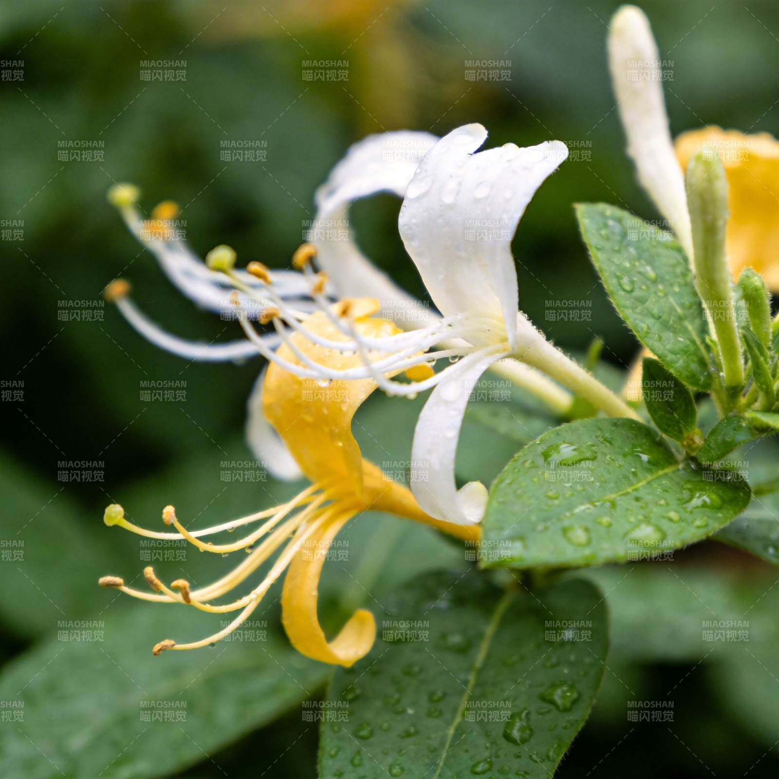 金银花绽放图片
