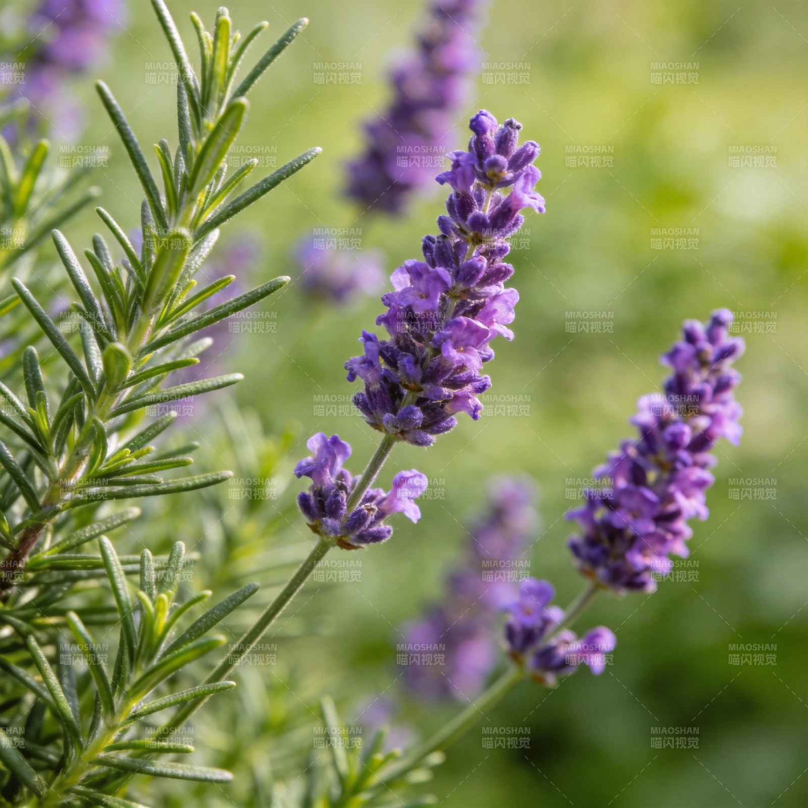 薰衣草绽放图片