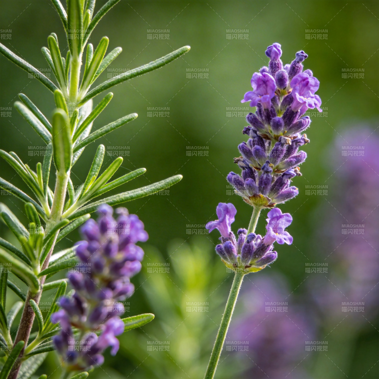 薰衣草绽放图片