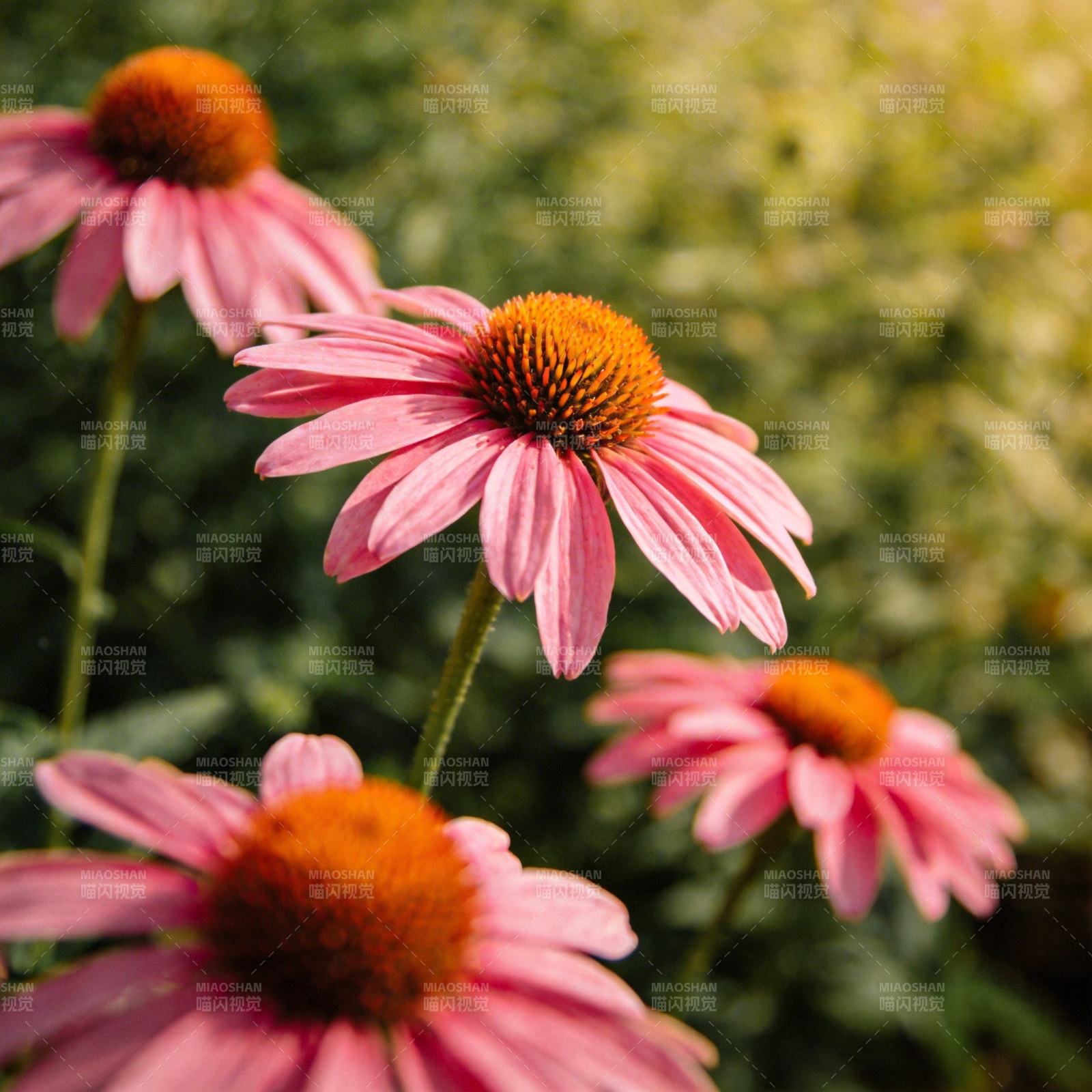 粉红锥花绽放图片