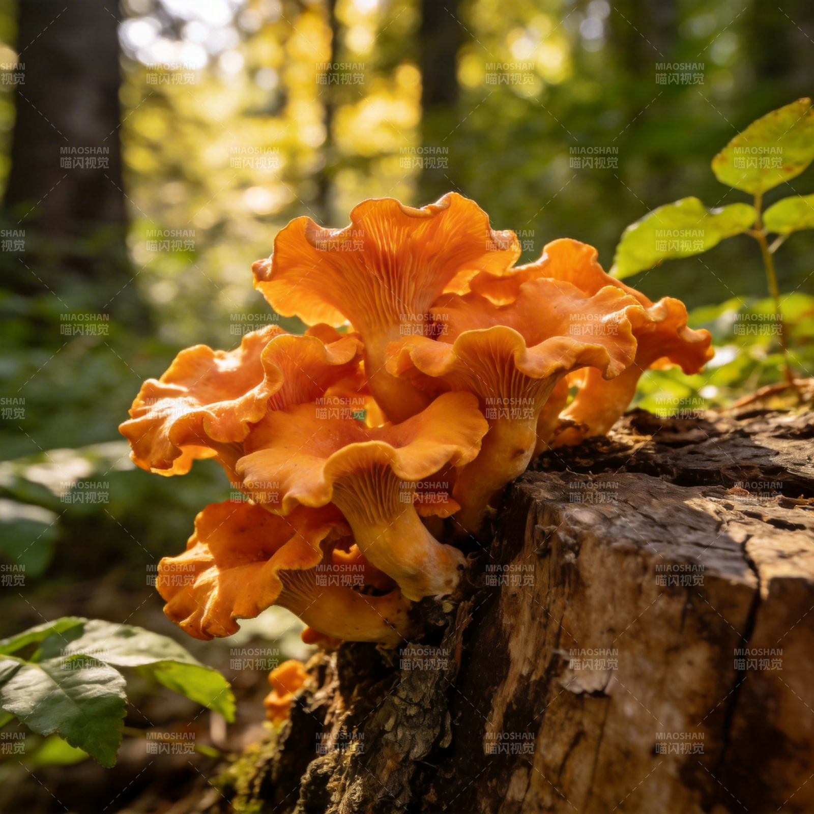 橙色蘑菇林中绽放图片