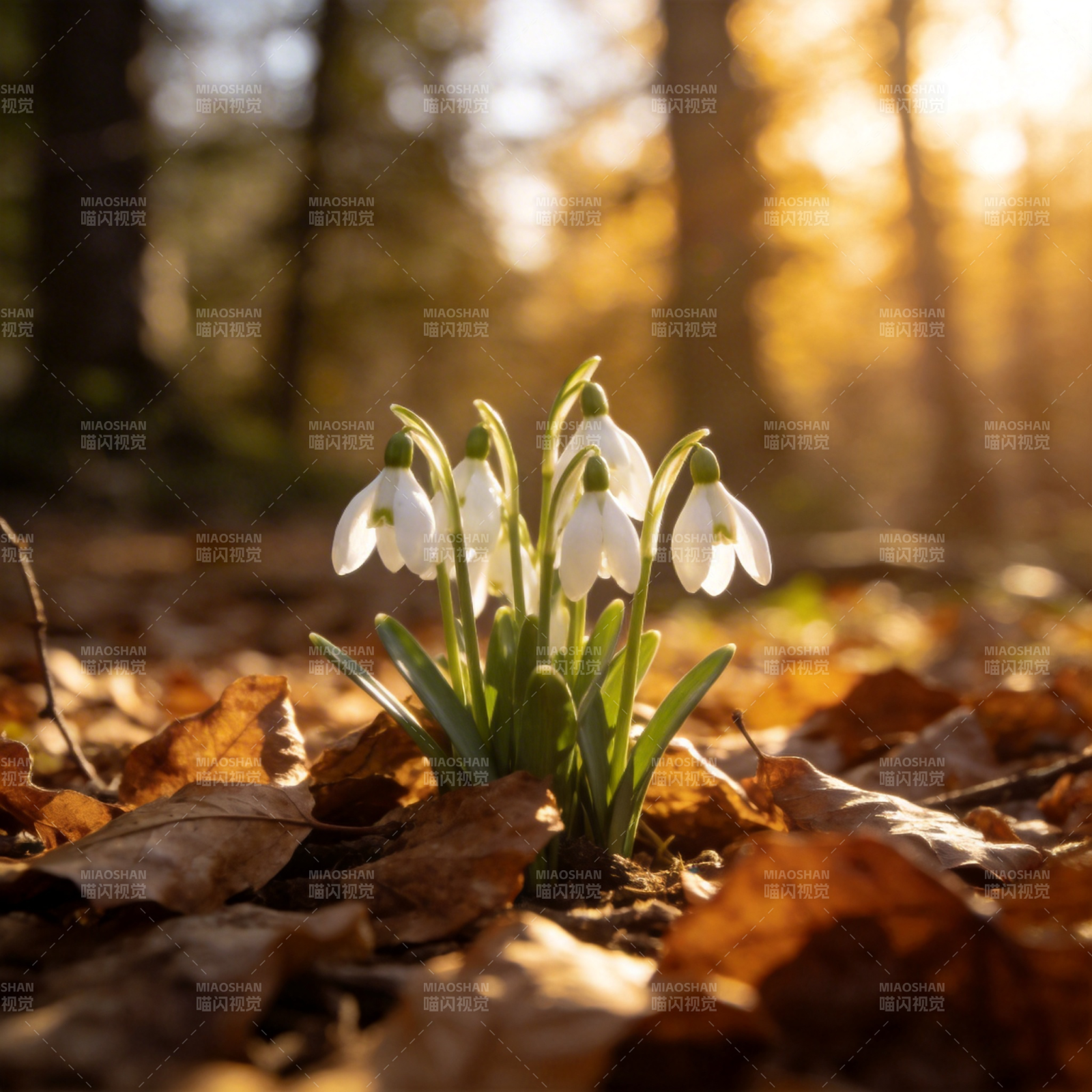 雪滴花迎春绽放图片