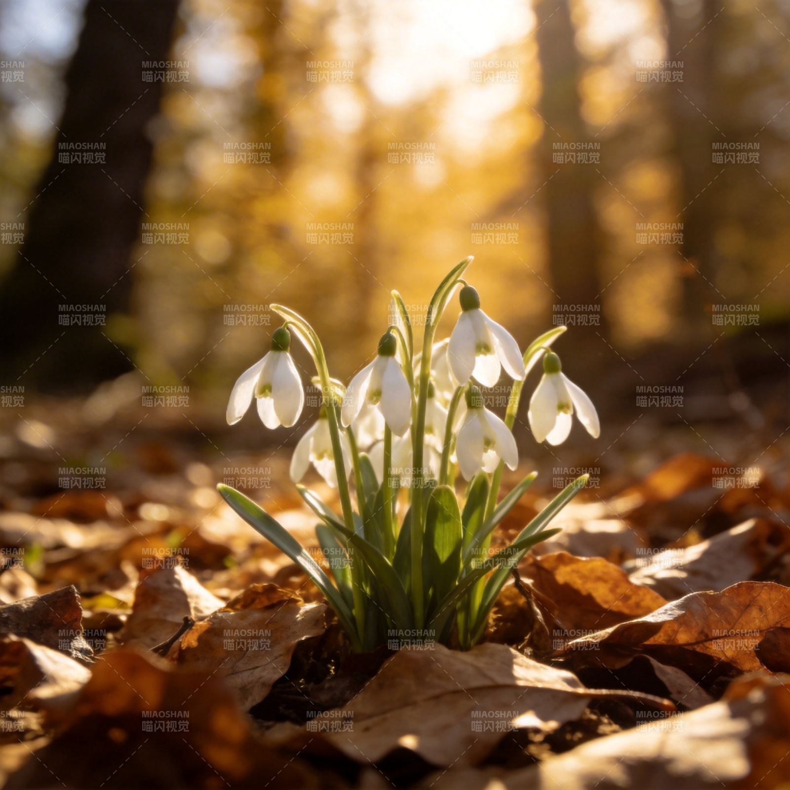林间雪莲绽放图片