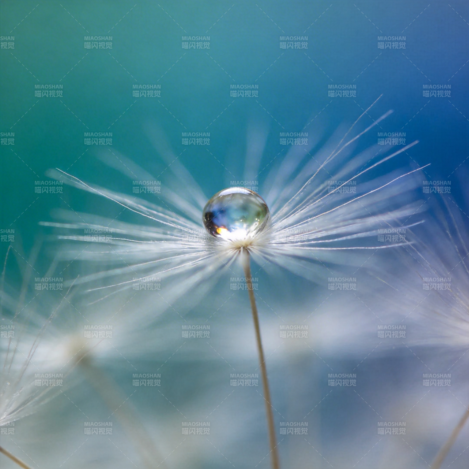 露珠轻吻蒲公英图片