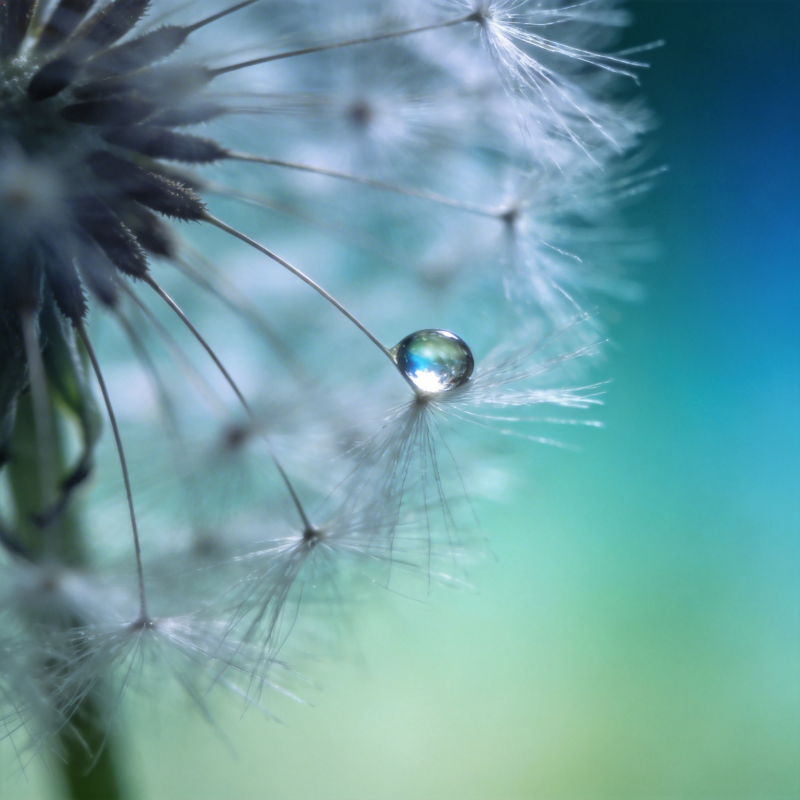 露珠轻悬蒲公英图片