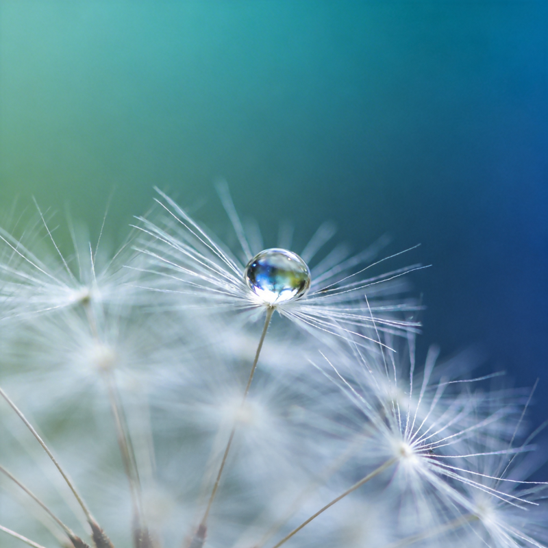 露珠轻栖蒲公英图片