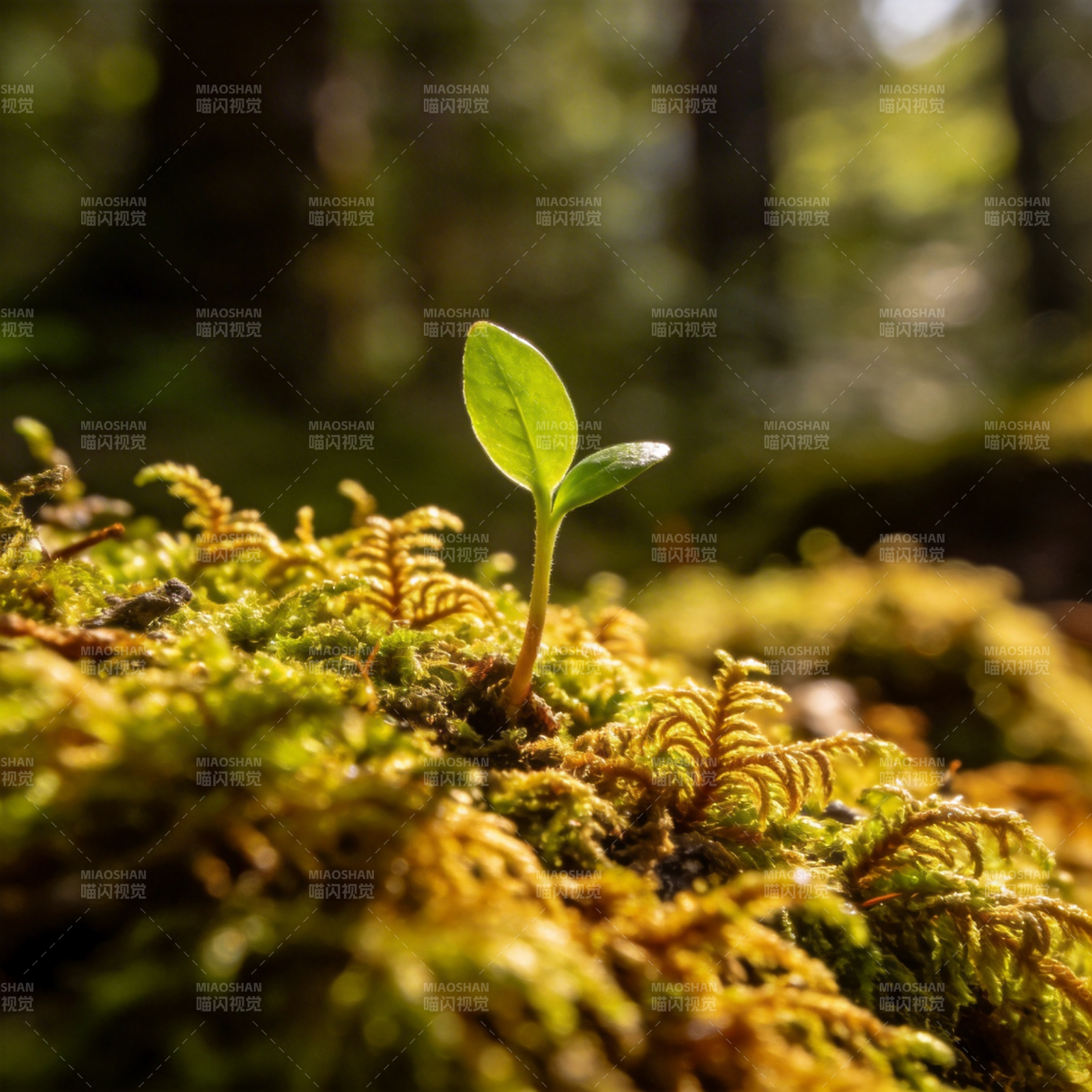新芽破土 生机盎然图片