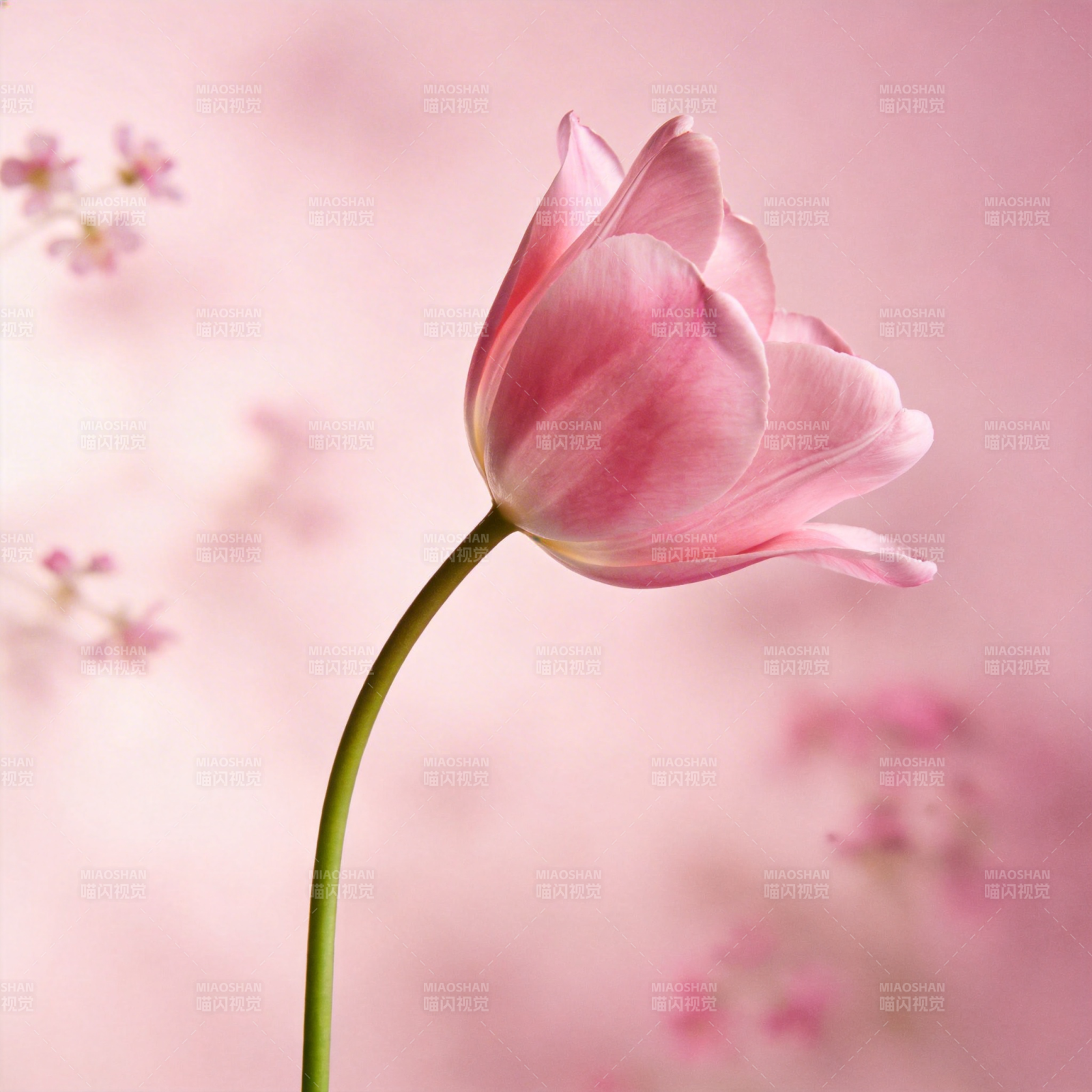 粉嫩郁金香绽放图片