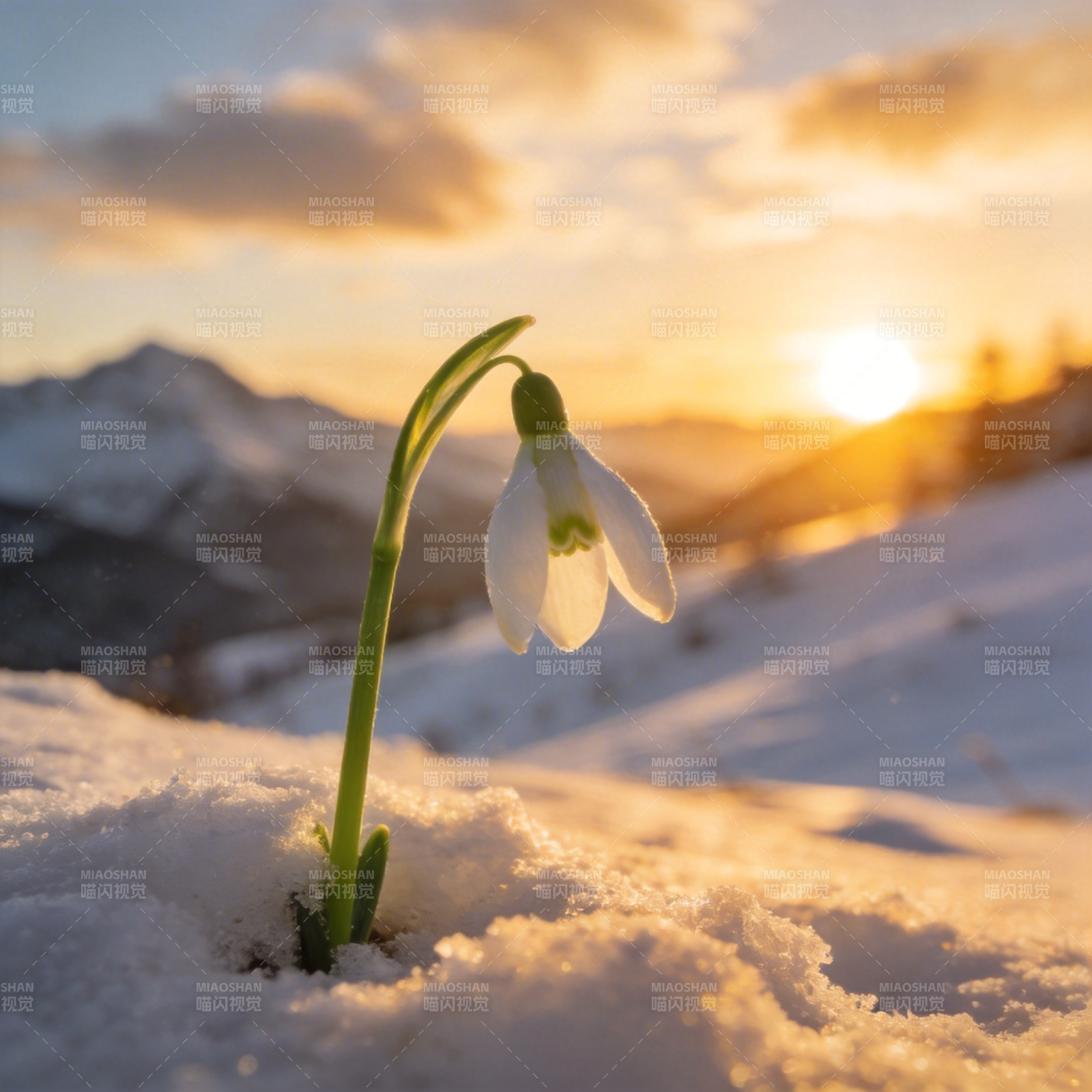 雪中绽放的雪花莲图片