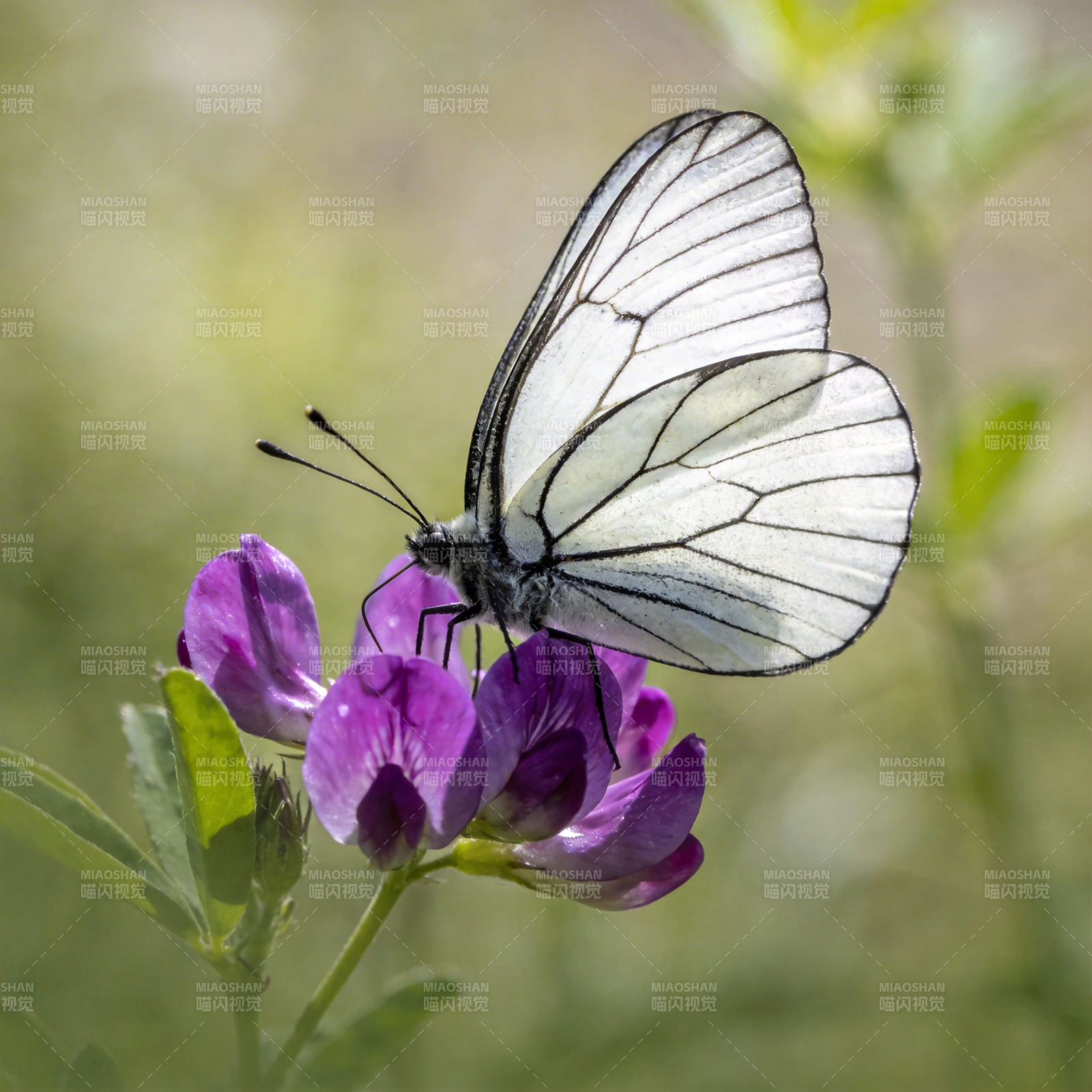 白蝶栖紫花图片