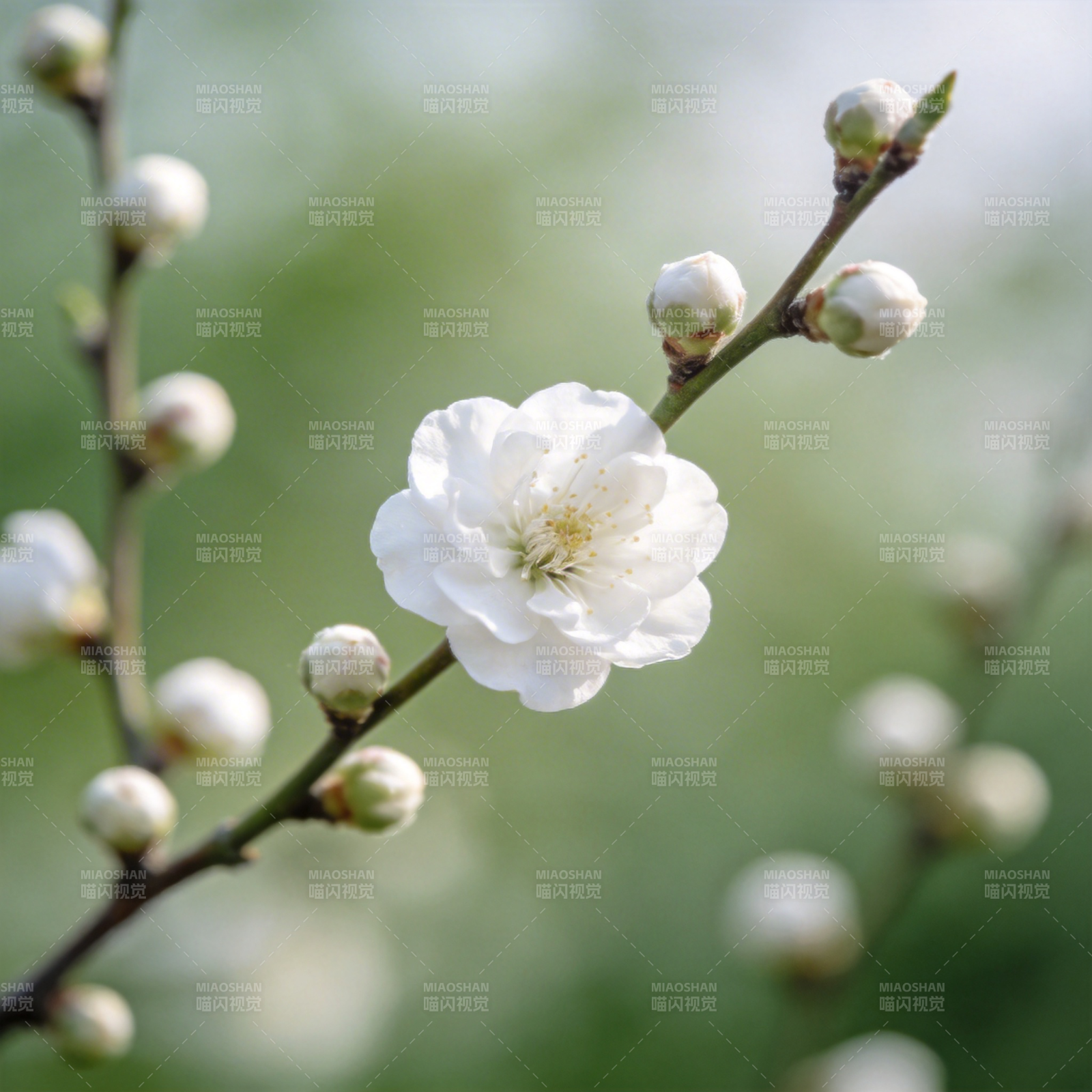 梅花绽放枝头图片