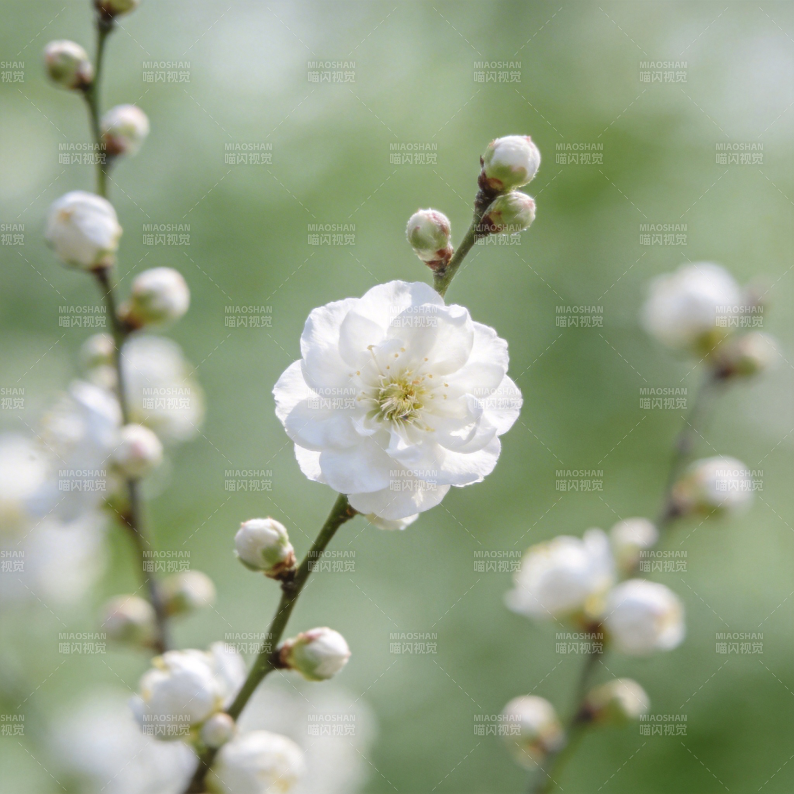 白梅绽放春意浓图片
