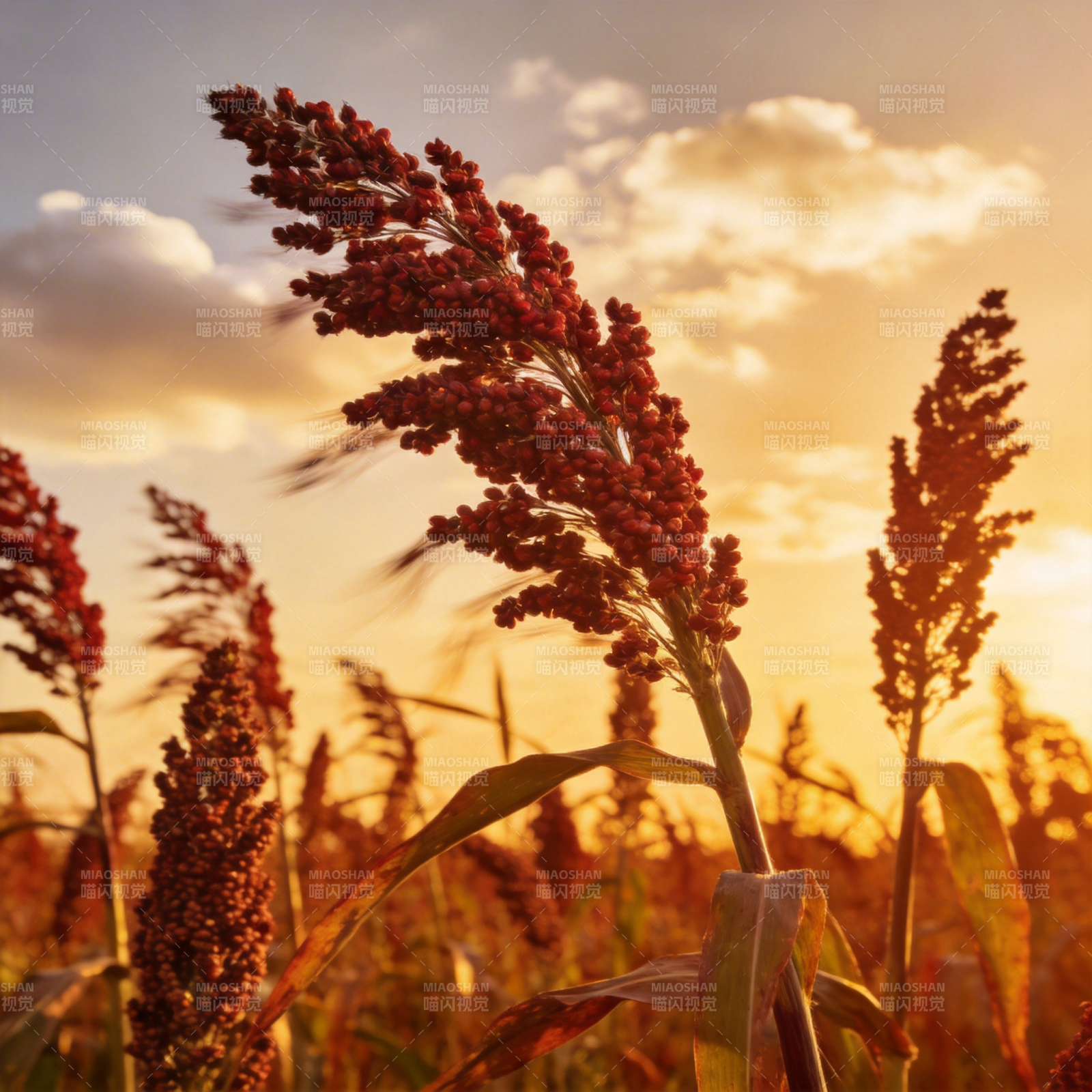 夕阳下的高粱田图片