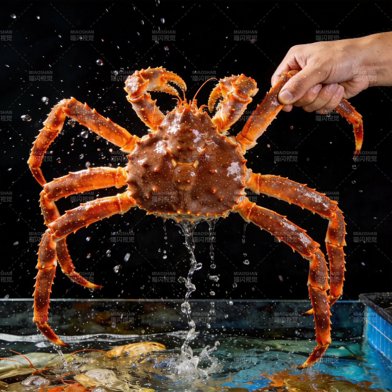 帝王蟹跃出水面图片
