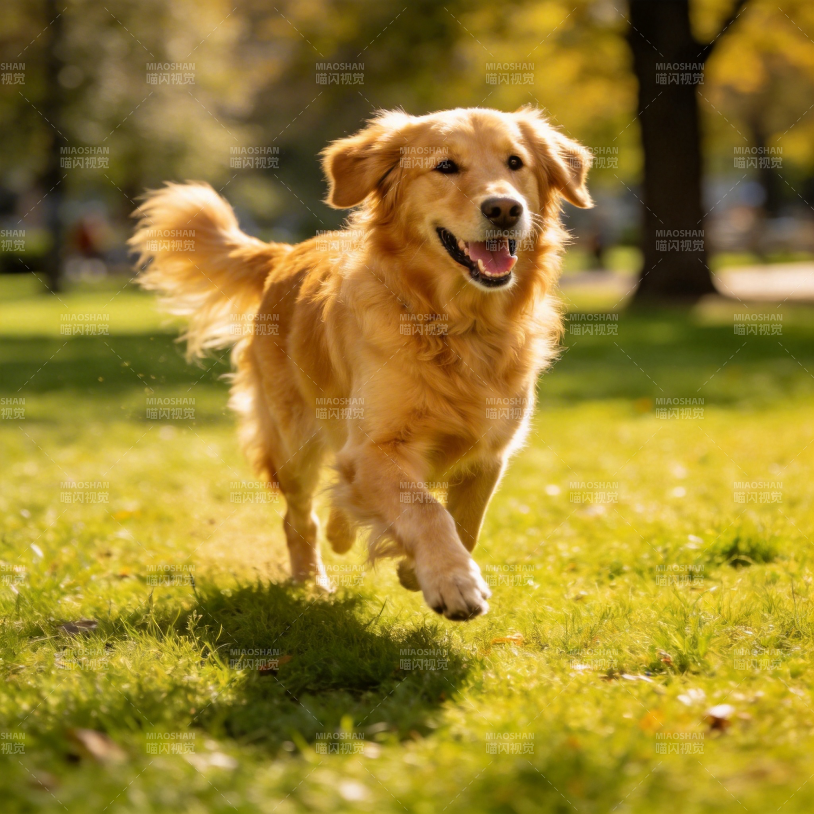 金毛奔跑在草地上图片
