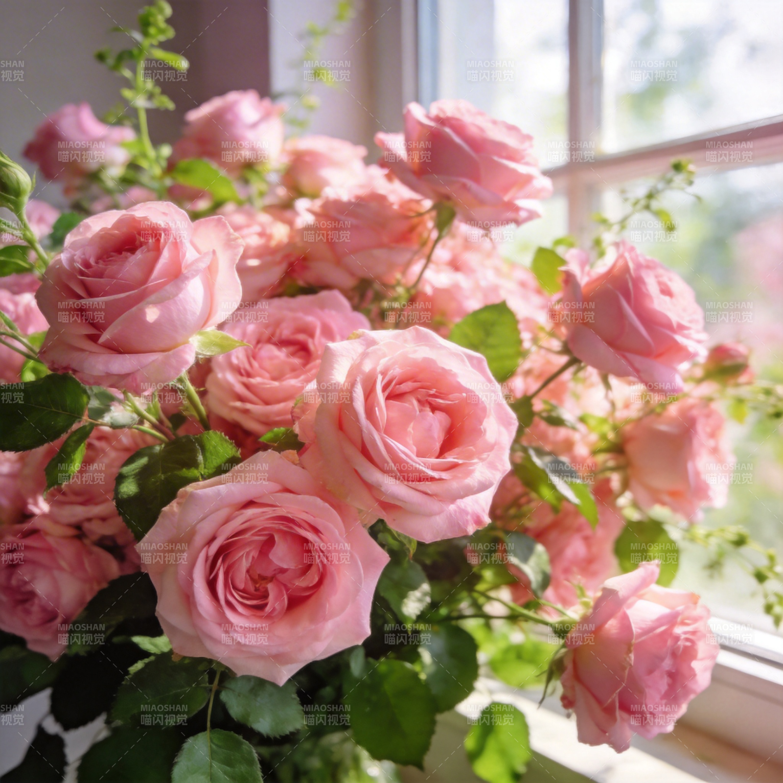 窗边粉玫瑰绽放图片