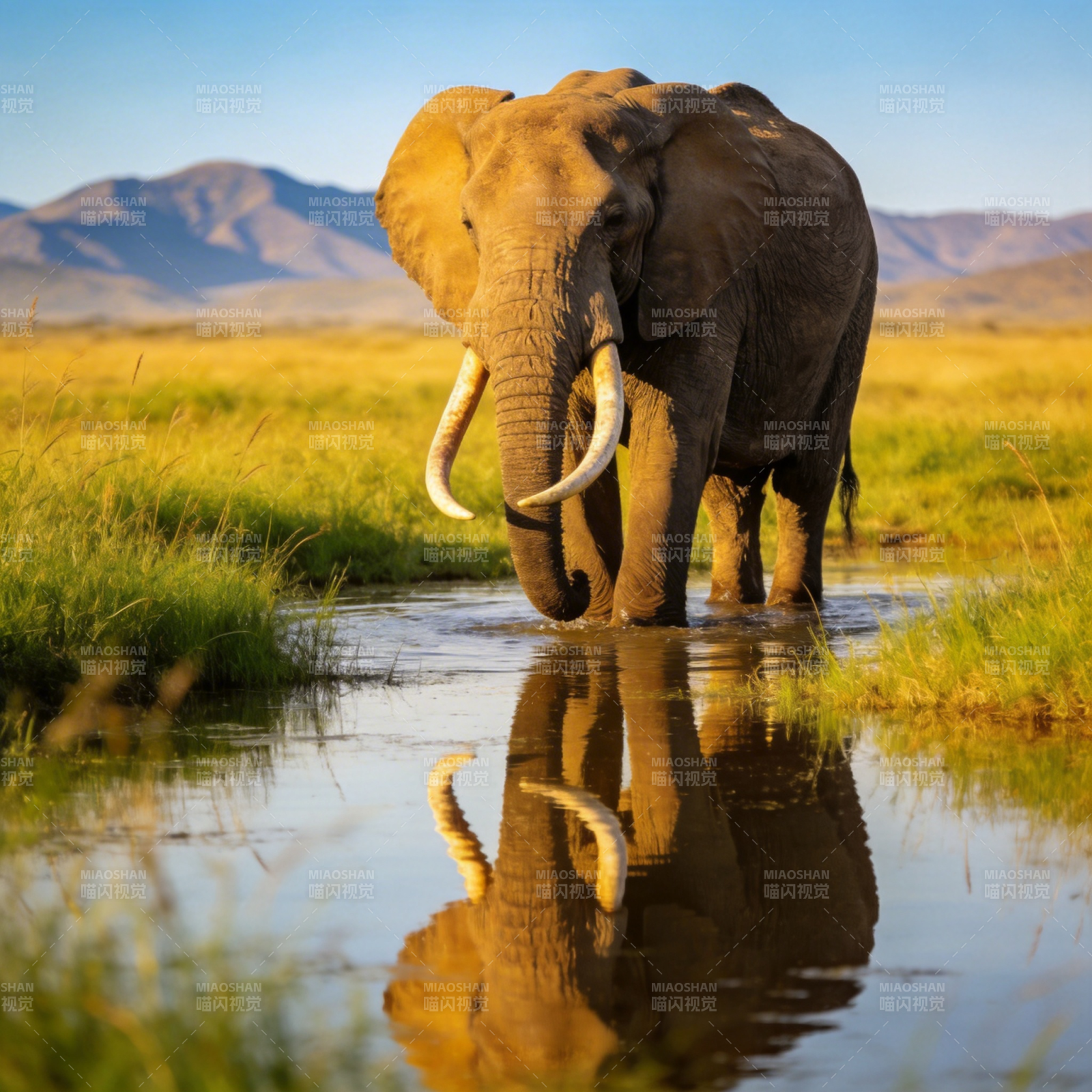 大象饮水 倒影如画图片