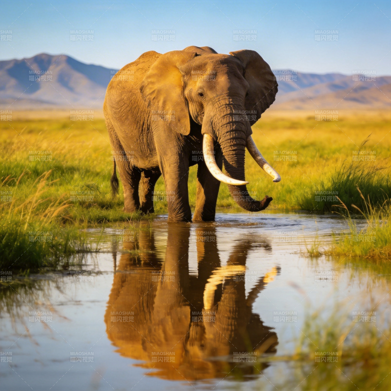 大象饮水倒影图片
