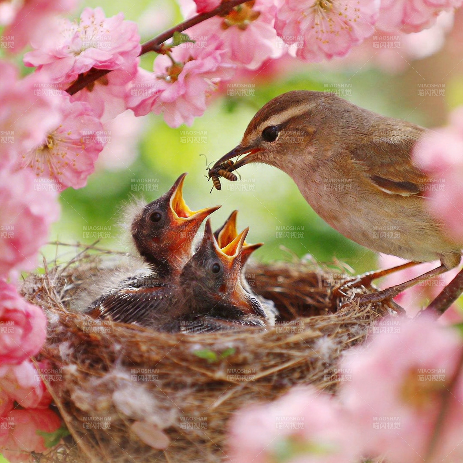 春日喂雏图图片