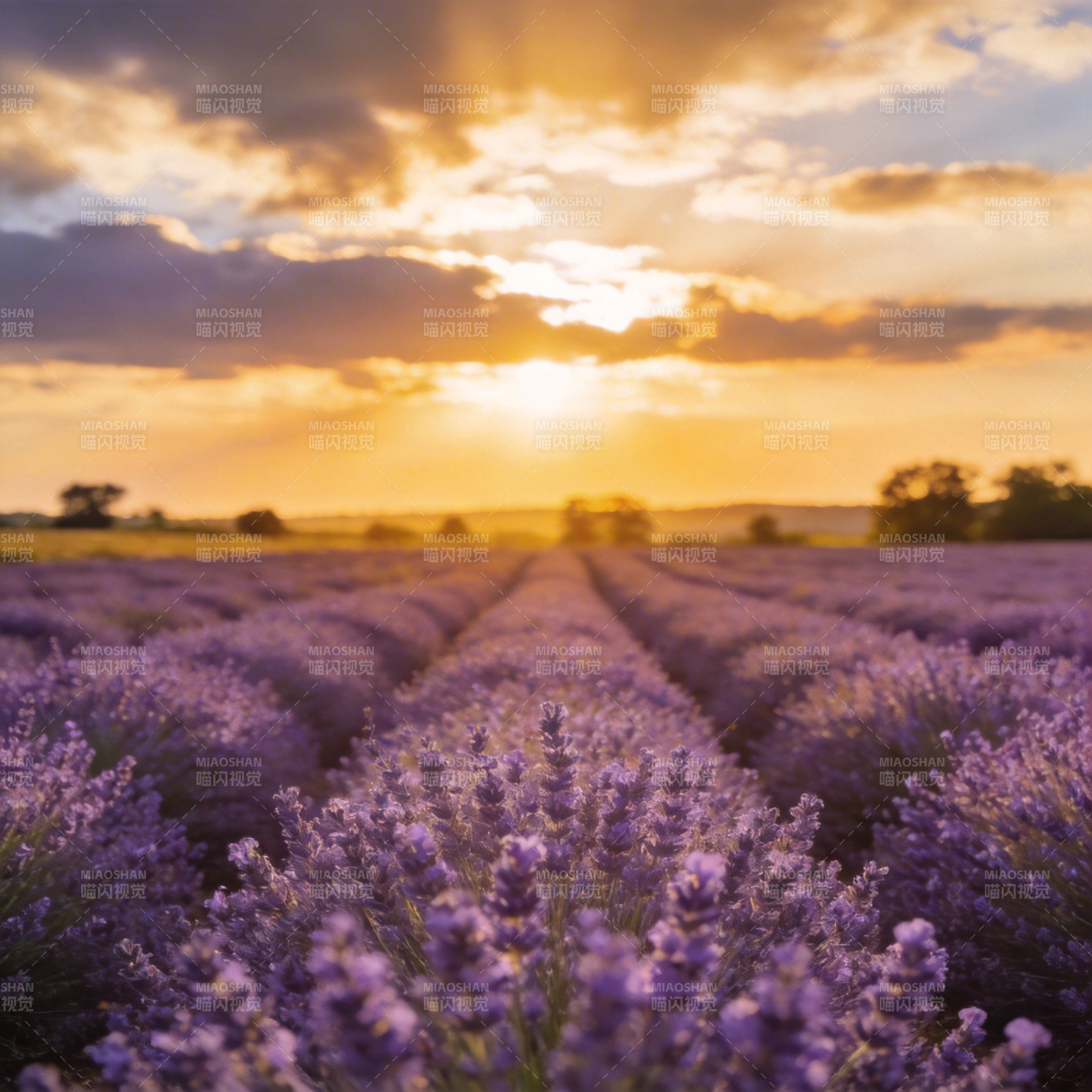 薰衣草田日落图片