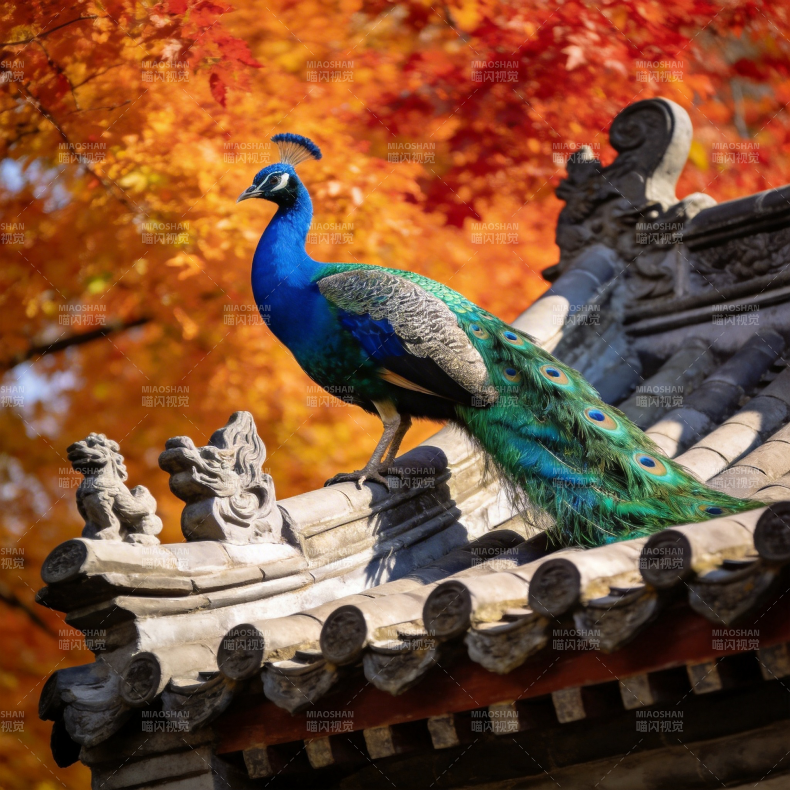 孔雀栖檐秋色浓图片