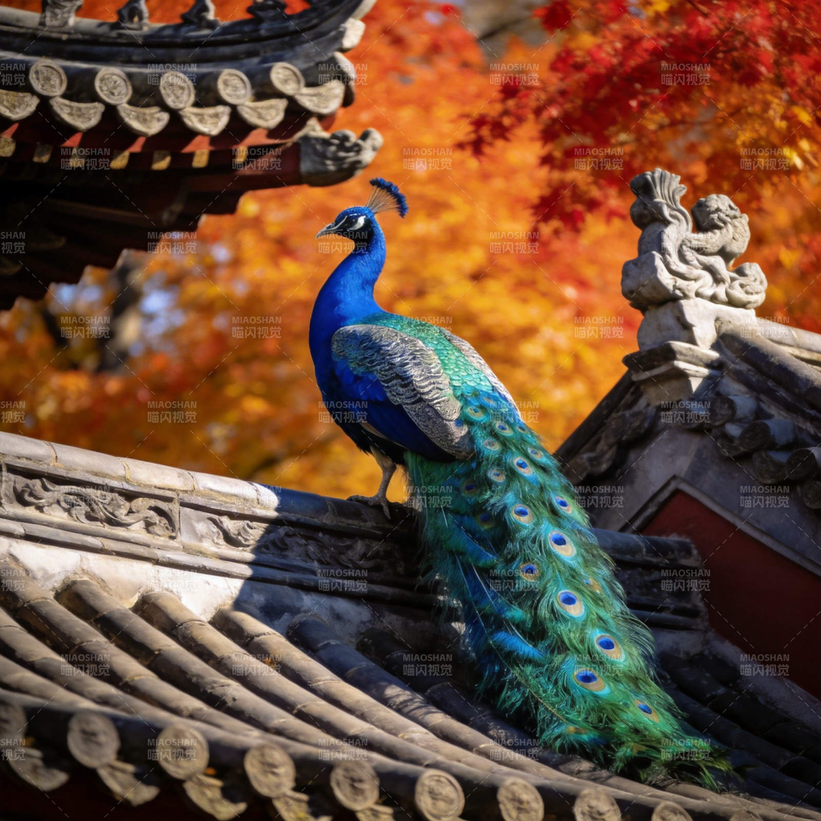 孔雀栖檐秋色浓图片