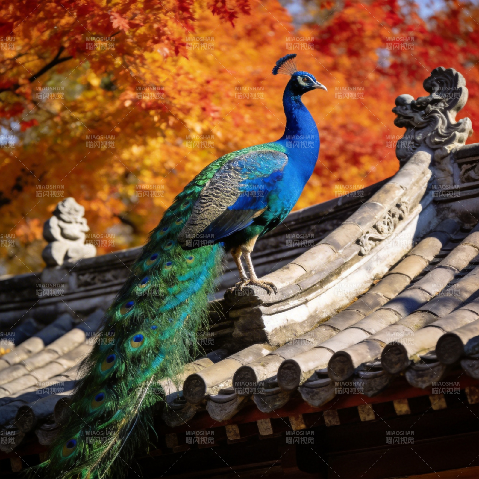 孔雀栖檐秋色浓图片