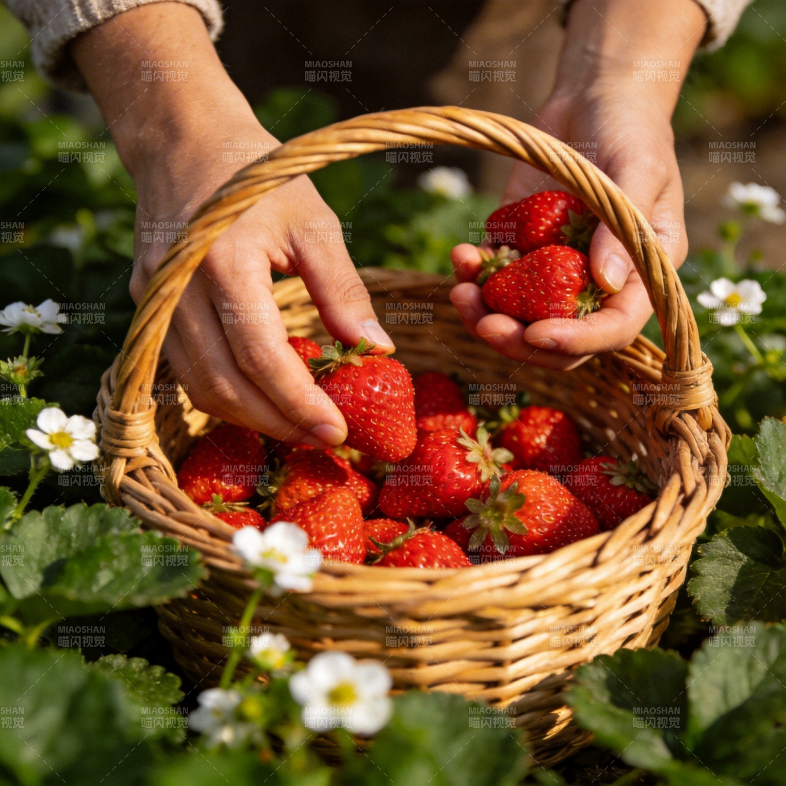 采摘鲜红草莓图片